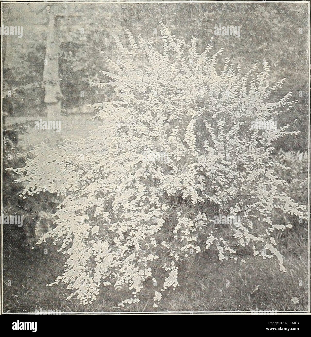 . Dreer's 1909 garden book. Seeds Catalogs; Nursery stock Catalogs; Gardening Equipment and supplies Catalogs; Flowers Seeds Catalogs; Vegetables Seeds Catalogs; Fruit Seeds Catalogs. Spir.ea Van Houttei. SpirÂ«a Reevesii T Spiraea Margaritae. A handsome free-flowering variety with large, flat heads of soft pink flowers from June to October; grows from 3 to 4 feet high, and is one of the most desirable varieties in our collection. 25 cts. each. â Opulifolia aurea {I'irginian Guelder Rose). An in- teresting variety of medium growth with golden-tinted foliage and large white flowers in June. 25  Stock Photo