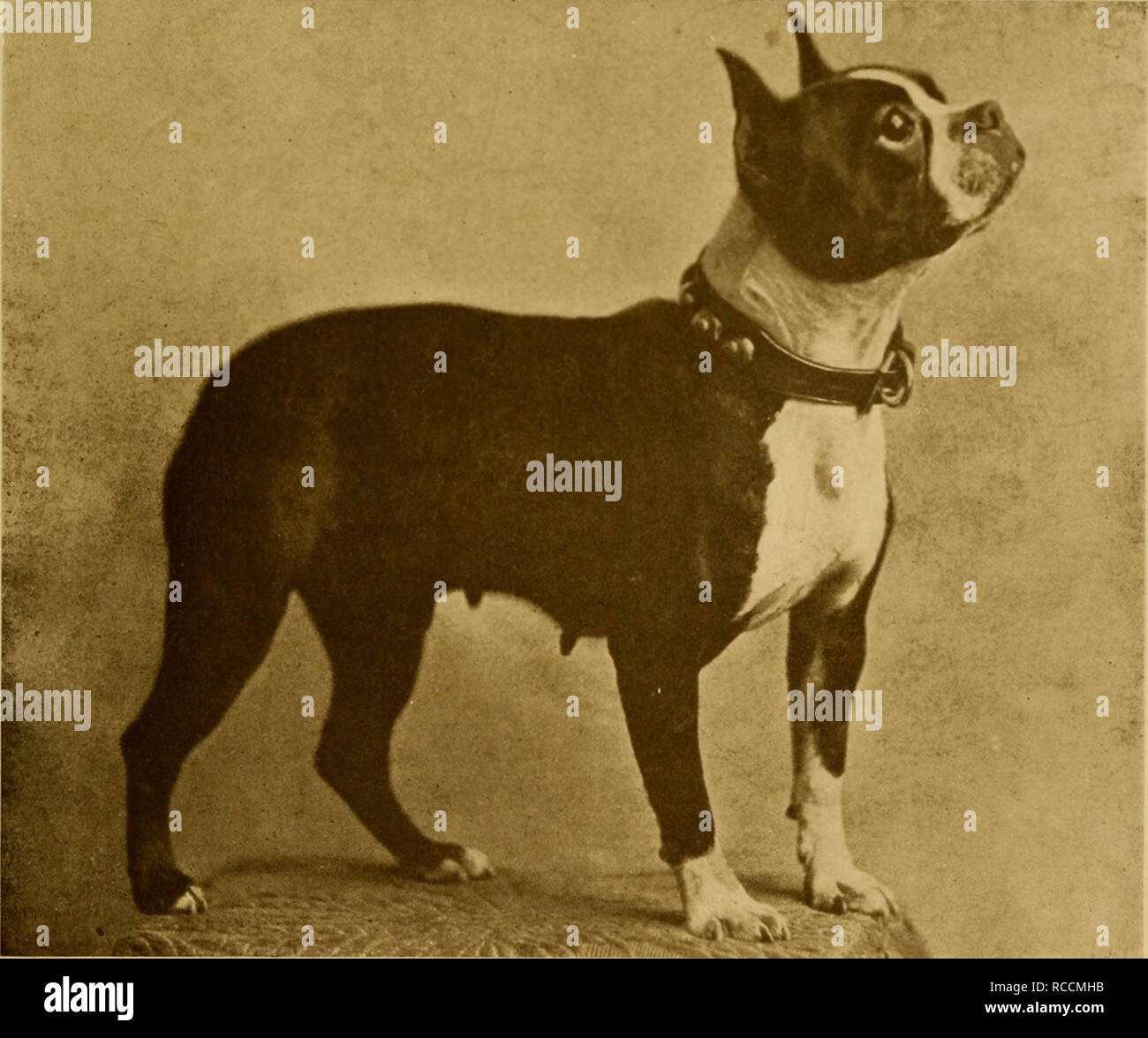 The dog book a popular history of the dog with practical