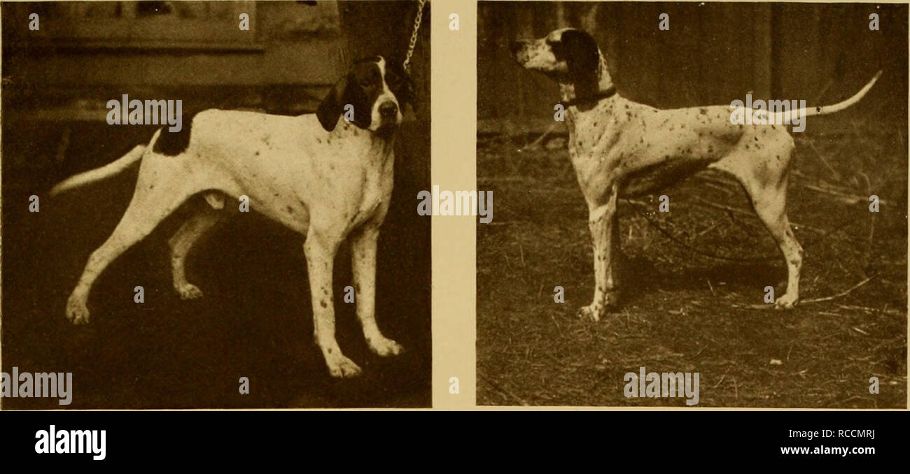 Information about dog in english clearance