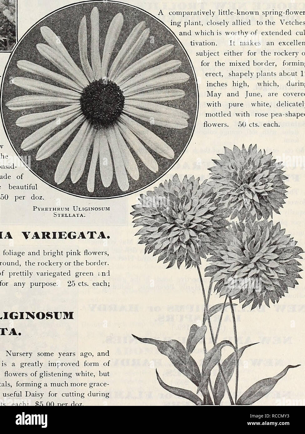 . Dreer's 1909 garden book. Seeds Catalogs; Nursery stock Catalogs; Gardening Equipment and supplies Catalogs; Flowers Seeds Catalogs; Vegetables Seeds Catalogs; Fruit Seeds Catalogs. LuPINUS POLYPHYLLllS ROSEUS. PHLOX DIVARICATA LAPHAMI (Perry's Variety). Phlox devaricata canadensis offered and illustrated on page 207 has long been a favorite plant for the border and rockery, and deservedly so, it being a free-flow- ering, showy plant, adapting itself to almost any soil and position. In this new variety we have a great improvement, the plant being more robust, the flowers consid erably larger Stock Photo