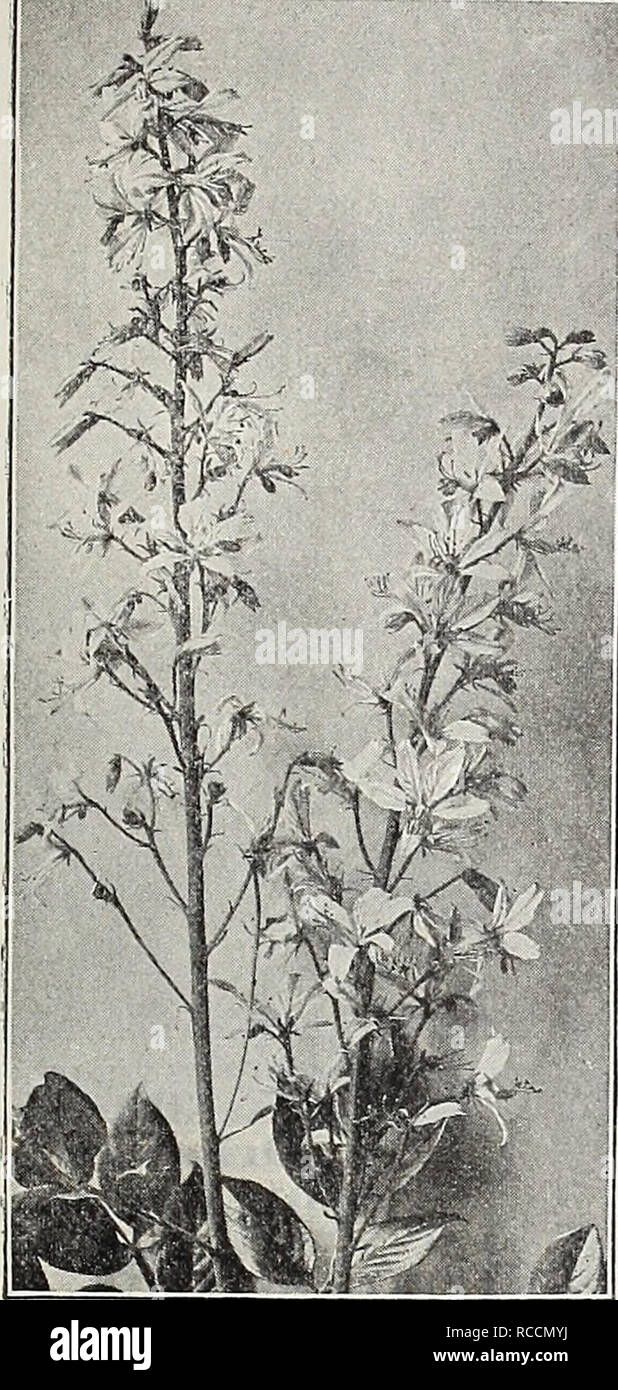 . Dreer's 1909 garden book. Seeds Catalogs; Nursery stock Catalogs; Gardening Equipment and supplies Catalogs; Flowers Seeds Catalogs; Vegetables Seeds Catalogs; Fruit Seeds Catalogs. &quot;HWarAPKfflt -4HIIADBPHIA-M- NEW&quot;&quot; RAREPLANTS. DICTAMNUS FRAXIKELLA CAUCASICUS. A gigantic form of the well-known Gas Plant D. Fraxinella; the flowers being fully double the size of the type and borne on much larger spikes; a fine hardy plant. 25 cts. each; Â§2.50 per doz. rake: varieties of the iiart's- tongue fern. (Scolopendriuin.) The common English Hart's-tongue Fern Scolopendrium officinarum  Stock Photo