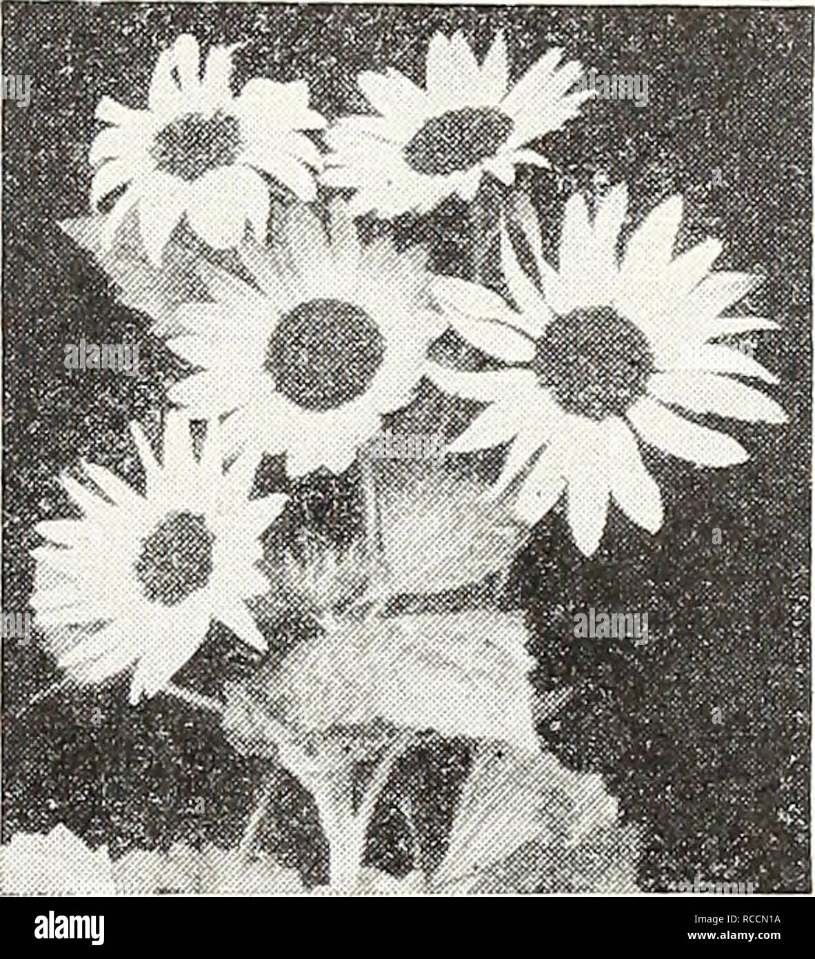 . Dreer's 1948 - our 110th year. Seeds Catalogs; Nursery stock Catalogs; Gardening Equipment and supplies Catalogs; Flowers Seeds Catalogs; Vegetables Seeds Catalogs; Fruit Seeds Catalogs. Dahlborg Daisy Dcihlborg Daisy ® A 2121 (ThymophylJa tenuiloba) A splendid dwarf plant, 6 in. high, forming cushions 8 in. across. The lemon-scented foliage is studded freely with tiny daisy-like blossoms of a brilliant rich golden-yellow color. Flowers from late spring until fall. Excellent for beds and edging. Pkt. 2Sc; large pkt. 7Sc.. Helianthus, Gerbera-Toned HelianfhuS -Sunflower ® 2575 Gerbera-Toned M Stock Photo