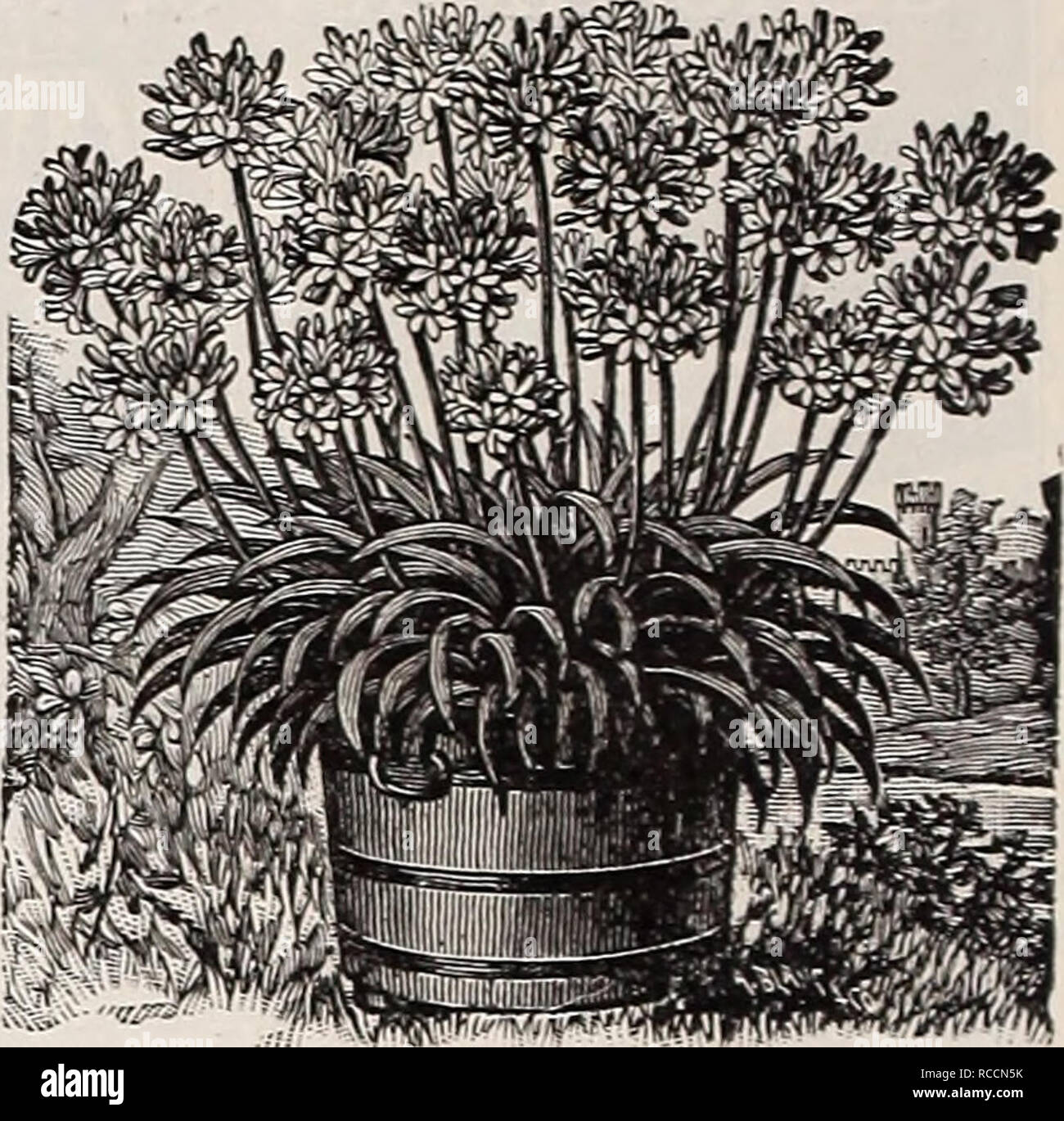 . Dreer's 1909 garden book. Seeds Catalogs; Nursery stock Catalogs; Gardening Equipment and supplies Catalogs; Flowers Seeds Catalogs; Vegetables Seeds Catalogs; Fruit Seeds Catalogs. 120 AGAPANTHUS. UmbellatllS (Blue Lilv of the ATile). A splendid ornamental plant, bearing clusters of bright blue flowers on long flowerstalks and lasting a long time in bloom. A most desirable plant for outdoor decoration, planted in large pots or tubs on the lawn or piazza. — AlbuS. A white-flowering variety. 15 cts. each; $1.50 per doz. One of each, 25 cts. AGERATUM (Floss Flower). One of the best of bedding  Stock Photo