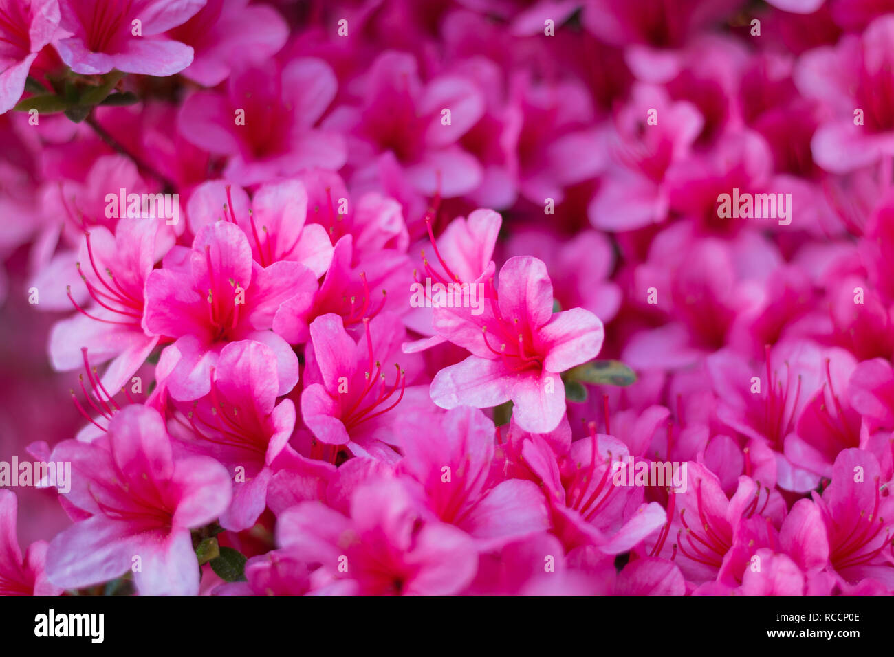 Close-up of a carpet of pink Rhododendron indicum (azalea) flowers in full bloom Stock Photo