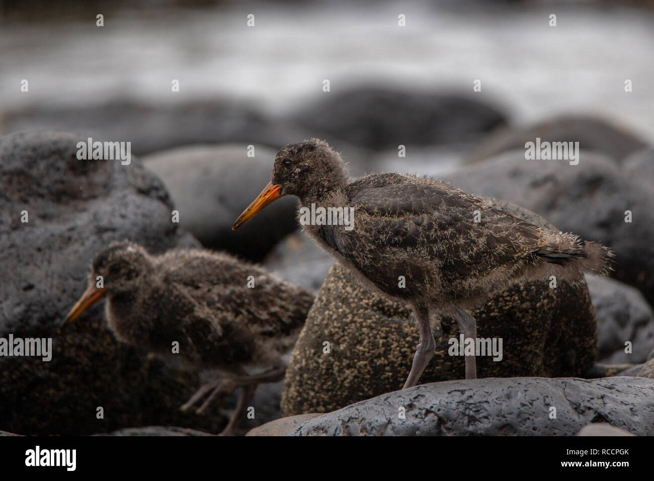 Two baby oyster catchers fossick for food amongst the rocks on the beach at Flea Bay, Banks Peninsula, New Zealand Stock Photo