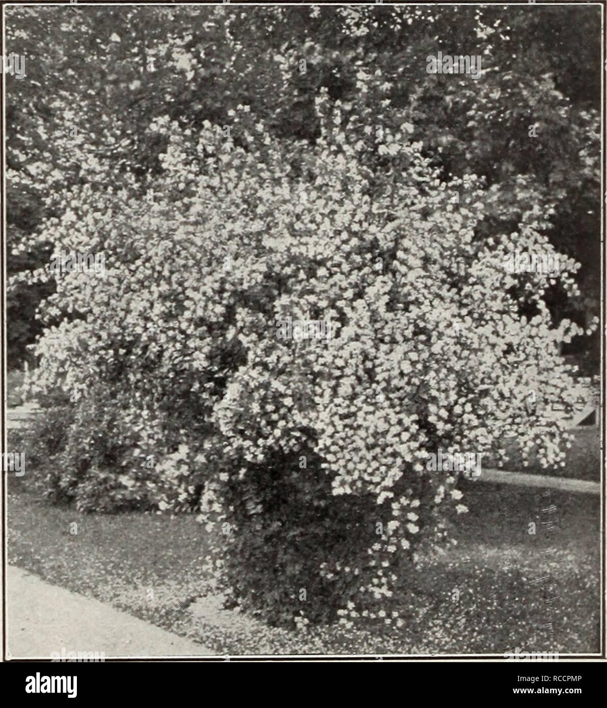 . Ellwanger &amp; Barry Mt Hope Nurseries 1916. Nurseries (Horticulture) Catalogs; Roses Seeds Catalogs; Strawberries Catalogs; Bulbs (Plants) Catalogs; Fruit Catalogs; Flowers Catalogs. LIGUSTRUM-PRIVET-Confinued var. Regelianum. Kegel's Privet. D. A val- uable hardy shrub with handsome, shining foli- age and horizontally spreading branches; desir- able when grown singly as a specimen, or in masses, or for hedges. A prostrate form of Ibota. 18 to 24 in., 35c each; 10 for $2.50; 100 for $20.00. L. ovalifolium. California Privet. D. A vig- orous, hardy variety, of fine habit and foliage; valuab Stock Photo