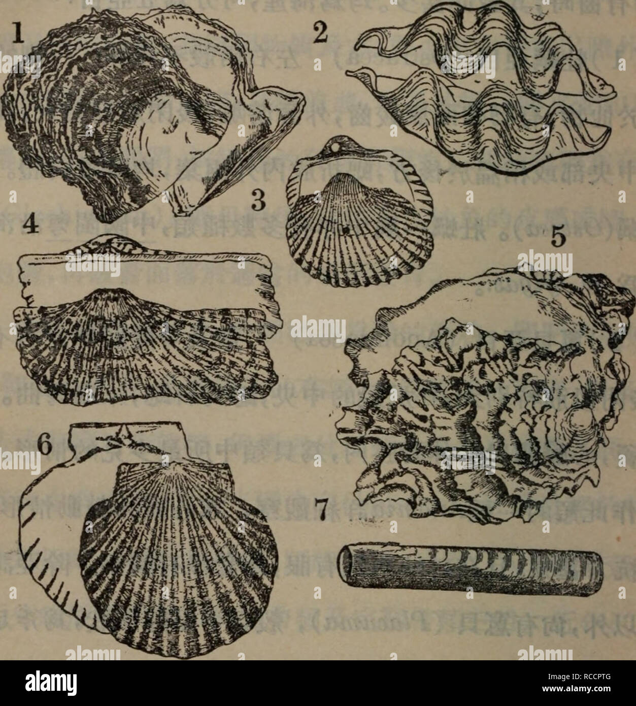 Dong Wu De Fen Lei Botany Ac C Cae 6 C E E Ca 1 Cc E 2 C E 3 C A 4 A E Cº 5 C C ª 6 Aeae E 7 E 4 E E Aºc I Pteriacea Ae E ªa A Aecc E ªi E C Ae C C A Ae Cªaºaec Cae E A Aee I Aeae C E eae µ A A E Aee Cµ I E C Cµ E A E Cµ Aec C