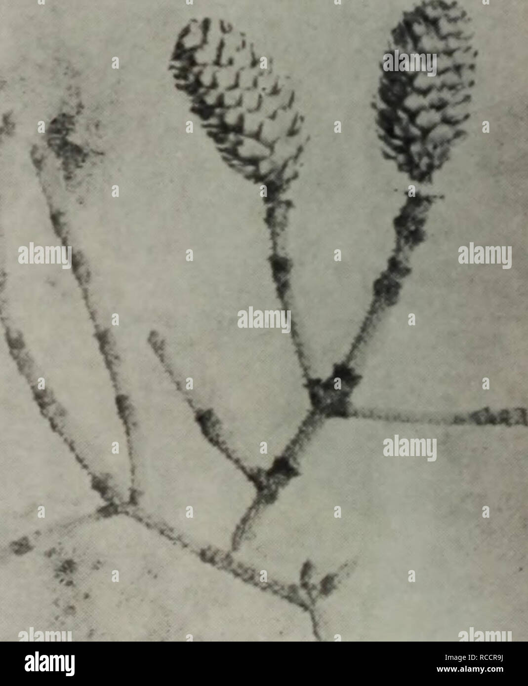 . dong bei zi yuan zhi wu shou ce. Botany. m 11. æ¥æ¬ç å¶æ¾Larix leptolepis Gord.. [S 13. é-S^æPiceo jezoensis Carr.. Please note that these images are extracted from scanned page images that may have been digitally enhanced for readability - coloration and appearance of these illustrations may not perfectly resemble the original work.. wang wei,bo pei yun ,li jia qing,zhu you chang. ke xue chu ban she Stock Photo