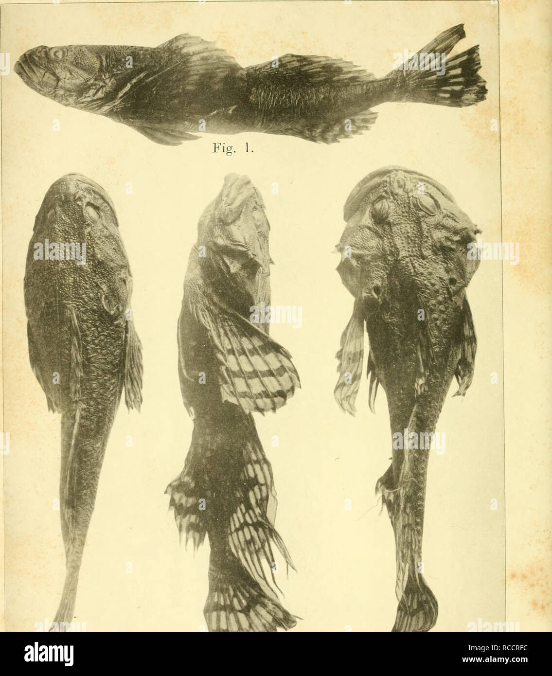 . Dobutsugaku zasshi. Zoology; Zoology. ???????????? ?I Fig. 3. Fig. 4.. Figs.1&amp; '2. Porocottus mgrescens lanaka. Figs. 3 &amp; 4. Porocottus ijimai Tanaka.. Please note that these images are extracted from scanned page images that may have been digitally enhanced for readability - coloration and appearance of these illustrations may not perfectly resemble the original work.. Nihon Dobutsu Gakkai; Tokyo Dobutsu Gakkai. Tokyo : Tokyo Dobutsu Gakkai Stock Photo