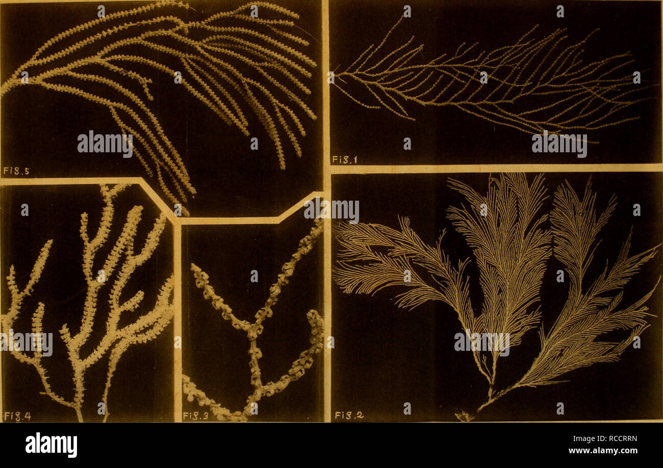 Dobutsugaku Zasshi Zoology Zoology Ca Ac A Aaºc Eªea C C A S I A Fig 1 Caligorgia Flabellum Ehrbg Aeµ Aaaa Xjv C Ae Fig 2 Caligorgia Granulosa Kinosh X E C Ae C Fig 3 Primnoa Pacifica Kinosh A C Aea A X C Ae Fig 4 Stacbyodes