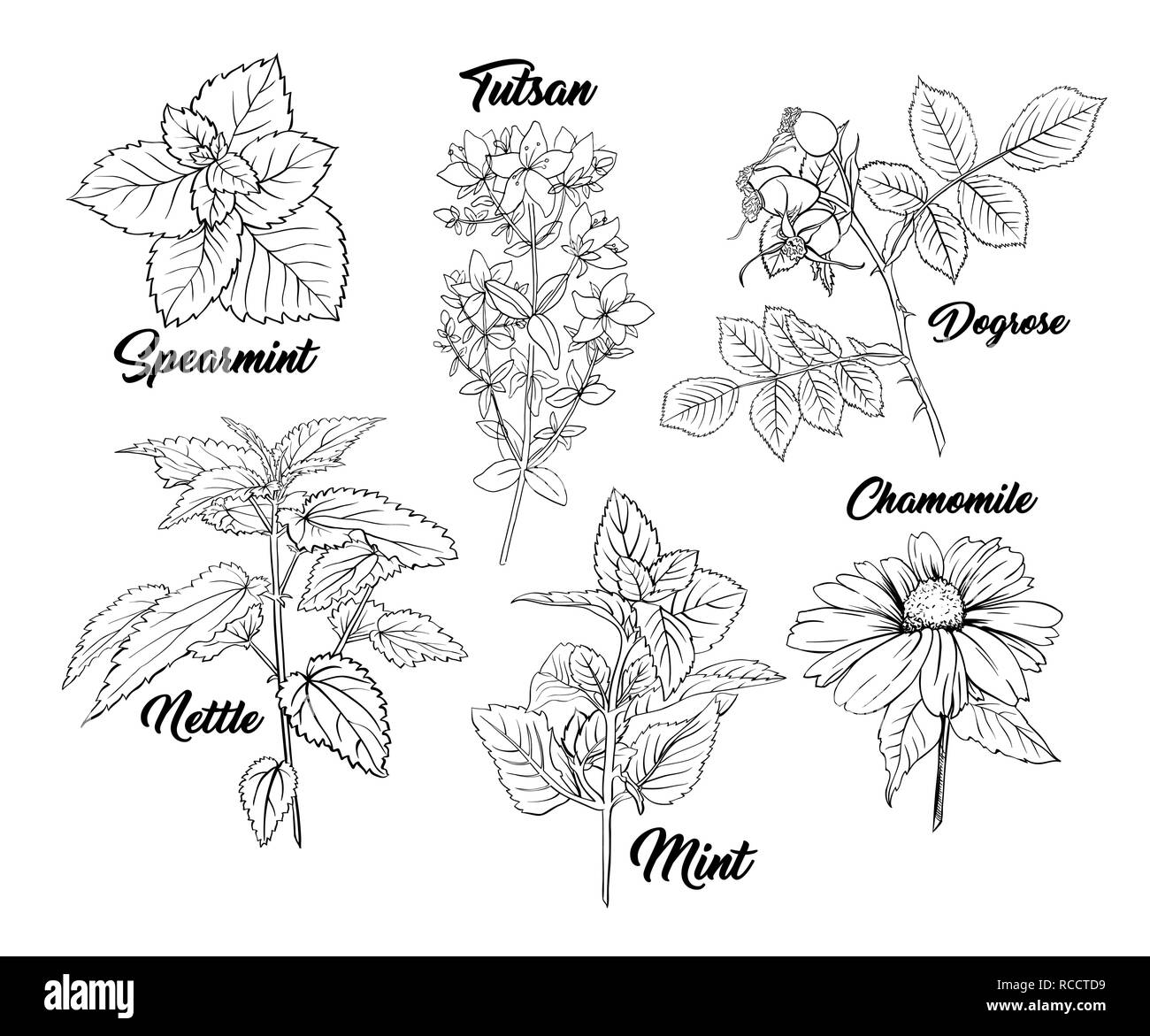 Tea Herbs Botany Plants Engraving Set. Sketch Isolated Hand Drawn Contour Illustration of Stinning Daisy or Chamomile Flower. Dogrose, Mint, Tutsan Herb. Herbal Medicine Nettle. Aromatherapy on White Stock Vector