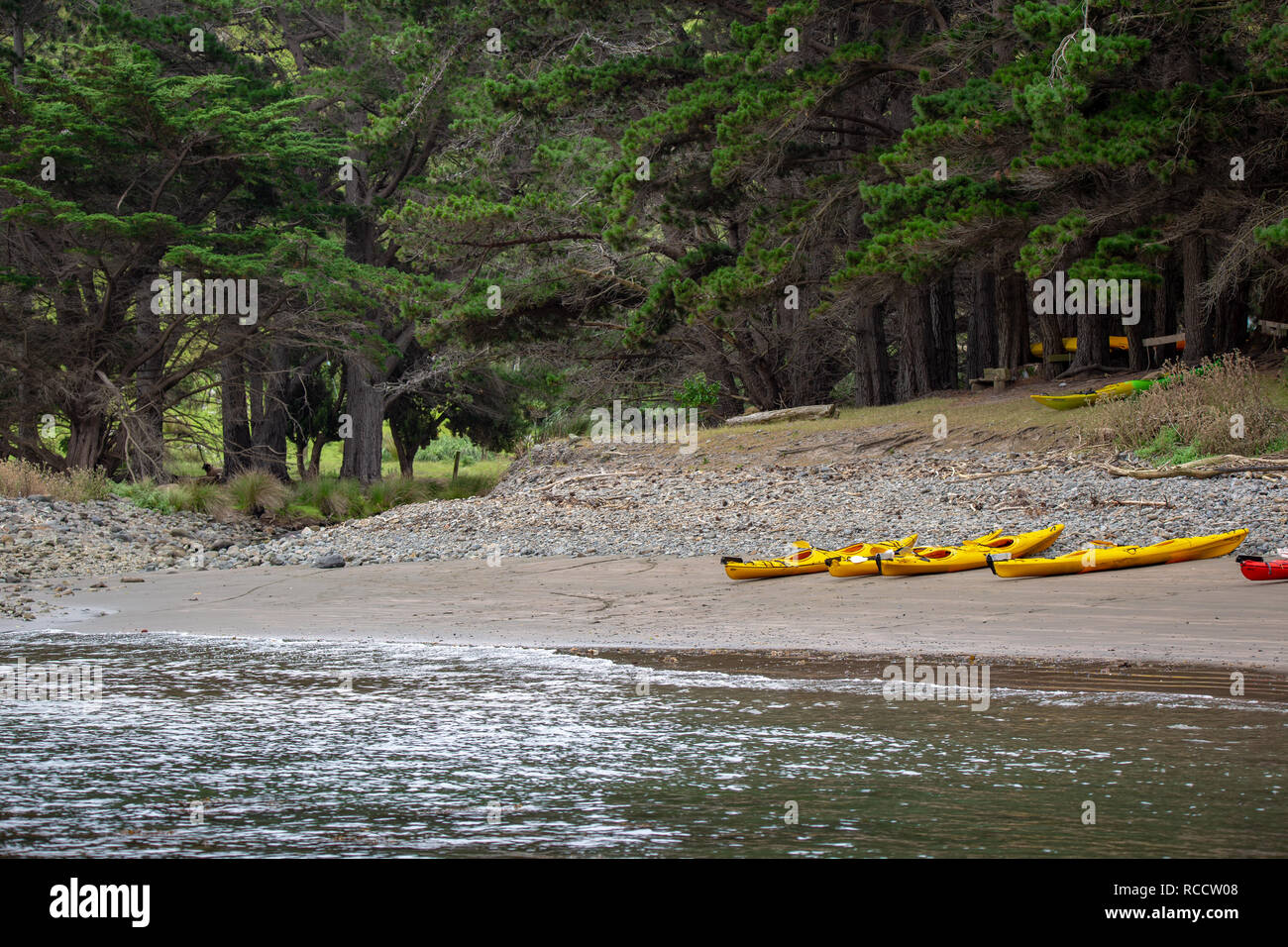 Flea Bay, Banks Peninsula, New Zealand - January 6 2019: kayaks on the beach ready for tourist to go on a wildlife adventure Stock Photo