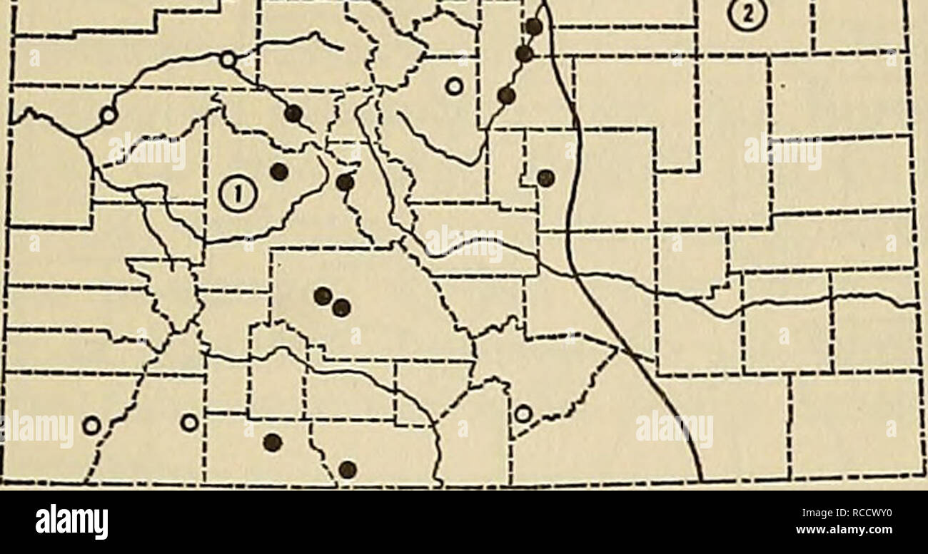 . Distribution of mammals in Colorado. Mammals. 1972 ARMSTRONG: COLORADAN MAMMALS 281 ! °JL  f-—rve «f^v-Hr ;. Fig. 102. Distribution of Mustela vison in Colo- rado. 1. M. 13. energumenos. 2. M. o. letifera. For explanation of symbols, see p. 9. Mustela vison energumenos (Bangs) Putorius vison energumenos, Bangs, Proc. Boston Soc. Nat. Hist., 27:5, March 1896; type locality, Sumas, British Columbia. Mustela vison energumenos, G. S. Miller, Jr., Bull. U. S. Nat. Mus., 79:101, 31 December 1912. Distribution in Colorado.—Western three- fifths of state in suitable habitat (Fig. 102). Comparison.—F Stock Photo