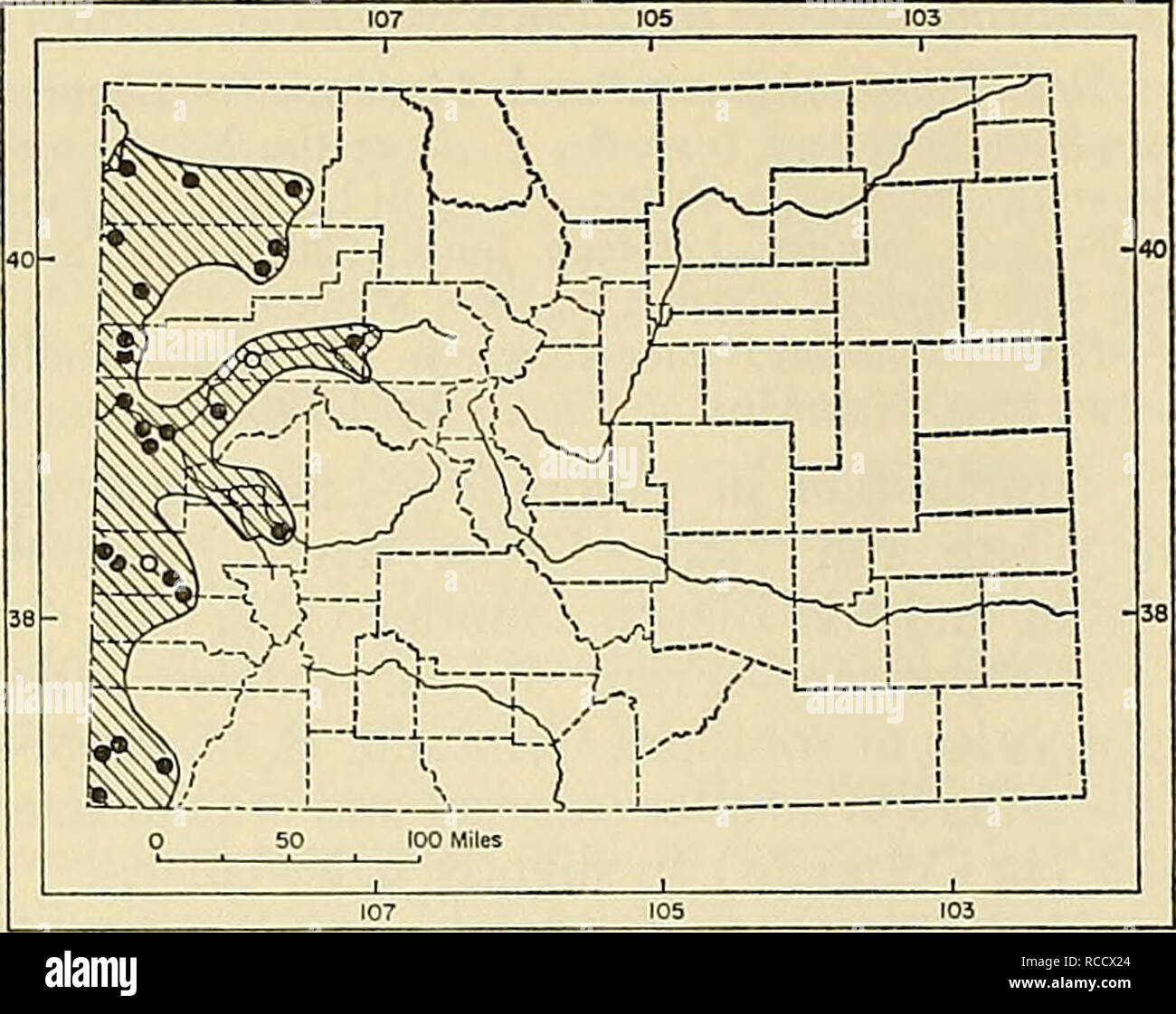 . Distribution of mammals in Colorado. Mammals. 194 MONOGRAPH MUSEUM OF NATURAL HISTORY NO. 3. Fig. 66. Distribution of Peromyscus crinitus auri- pectus in Colorado. For explanation of symbols, see p. 9. elevations up to about 8000 feet. Little is known of the natural history of the species in Colorado. Geographic variation in P. crinitus was studied by Hall and Hoffmeister (1942) and by Goin (1944). Brown and Welser (1968) studied serum albumin polymorphisms in canyon mice, including a sample from southwestern Colorado. Peromyscus crinitus auripectus (J. A. Allen) Sitomys auripectus J. A. All Stock Photo