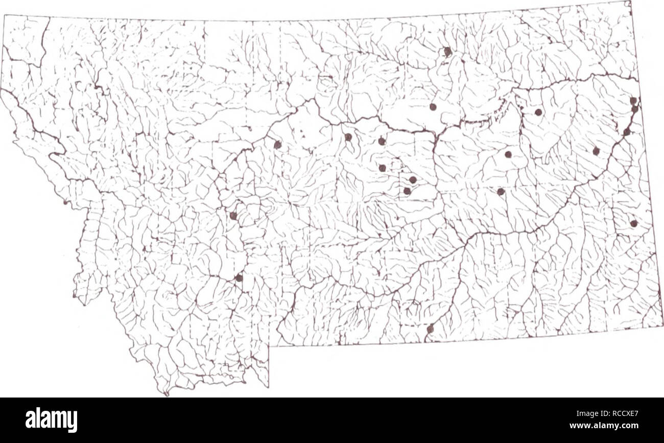 . Distribution of fishes in southeastern Montana. Fishes. BLUEGILL This species has a widely scattered distribution in southeastern Montana reflecting its utilization as a stock pond fish. At most sites it is found with other sunfish species. Sites: 42, 50, 52, 74, 75, 78, 79, 81, 127, 194. 114. Please note that these images are extracted from scanned page images that may have been digitally enhanced for readability - coloration and appearance of these illustrations may not perfectly resemble the original work.. Elser, Allen A; Morris, Lani M; Gorges, Mark W; United States. Bureau of Land Mana Stock Photo