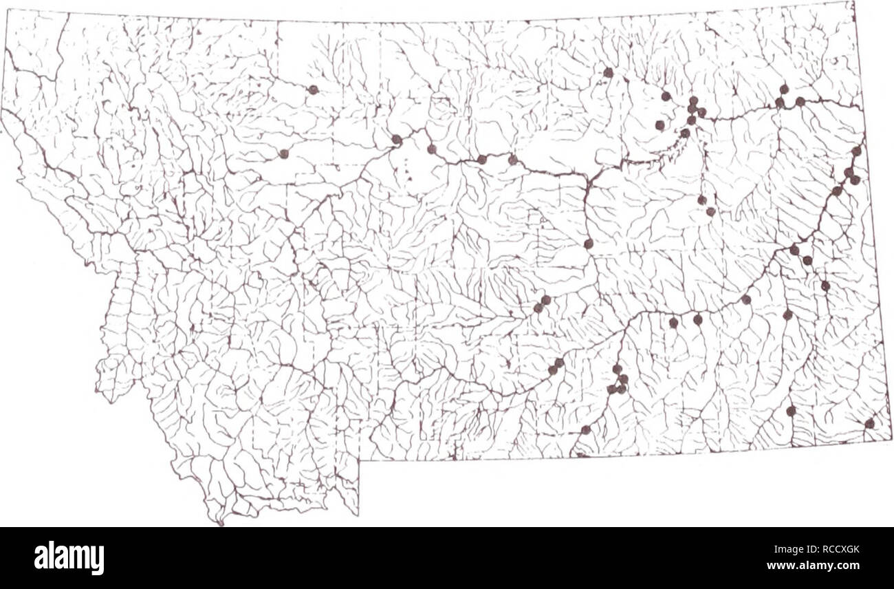 . Distribution of fishes in southeastern Montana. Fishes. RIVER CARPSUCKER This species is widely distributed and abundant in southeastern Montana. Carpsuckers are usually found in the pools and backwaters of the rivers and lower reaches of the streams. Sites: 1-6, 17-18, 35-42, 45-47, 49, 50, 52, 55, 66, 73, 78, 91, 97-99, 101, 102, 104-108, 110, 112, 115-117, 121, 125-127, 128, 133, 134, 139, 141, 143, 147, 150, 162, 164, 166, 169, 175, 177, 183, 184, 186, 189, 196 and 227, 227.1.. 74. Please note that these images are extracted from scanned page images that may have been digitally enhanced  Stock Photo