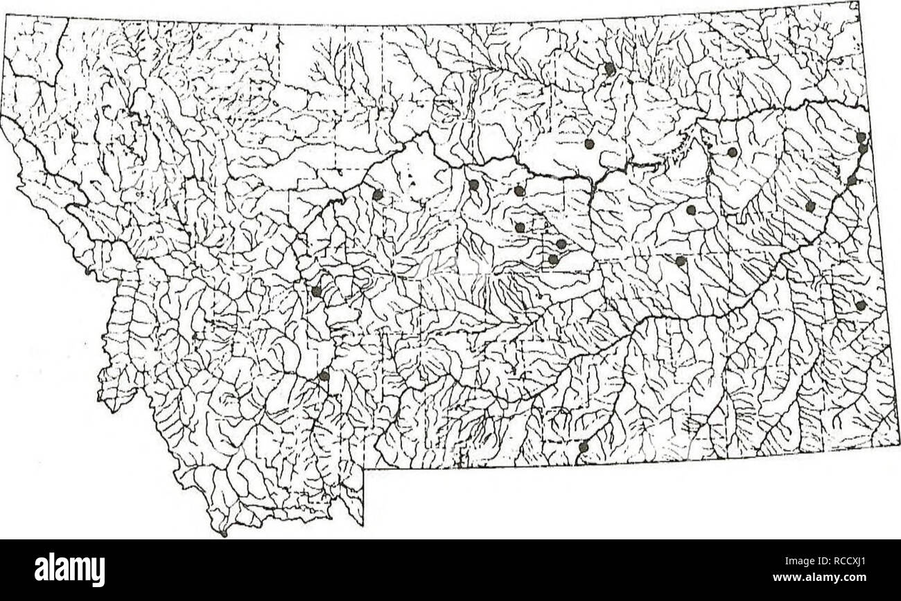 . Distribution of fishes in southeastern Montana. Fishes. BLUEGILL j This species has a widely scattered distribution in southeastern Montana reflecting its utilization as a stock pond fish. At most sites it is found with other sunfish species. Sites: 42, 50, 52, 74, 75, 78, 79, 81, 127, 194. J no. Please note that these images are extracted from scanned page images that may have been digitally enhanced for readability - coloration and appearance of these illustrations may not perfectly resemble the original work.. Elser, Allen A; Morris, Lani M; Gorges, Mark W; United States. Bureau of Land M Stock Photo