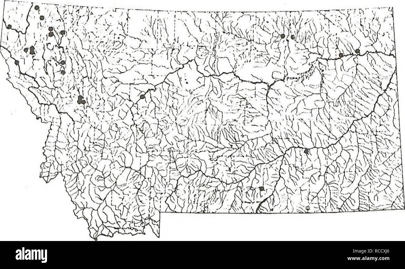 . Distribution of fishes in southeastern Montana. Fishes. PUMPKINSEED This species has a scattered distribution in southeastern Montana reflecting it's wide utilization as a stock pond fish. It was collected at about 9% of the sites in this report. Sites: 16, 34, 36, 42, 45, 47, 50, 55-63, 78, 79, 128, 148, 215, 216 and 246. â ^J. &lt;*J a 108. Please note that these images are extracted from scanned page images that may have been digitally enhanced for readability - coloration and appearance of these illustrations may not perfectly resemble the original work.. Elser, Allen A; Morris, Lani M;  Stock Photo