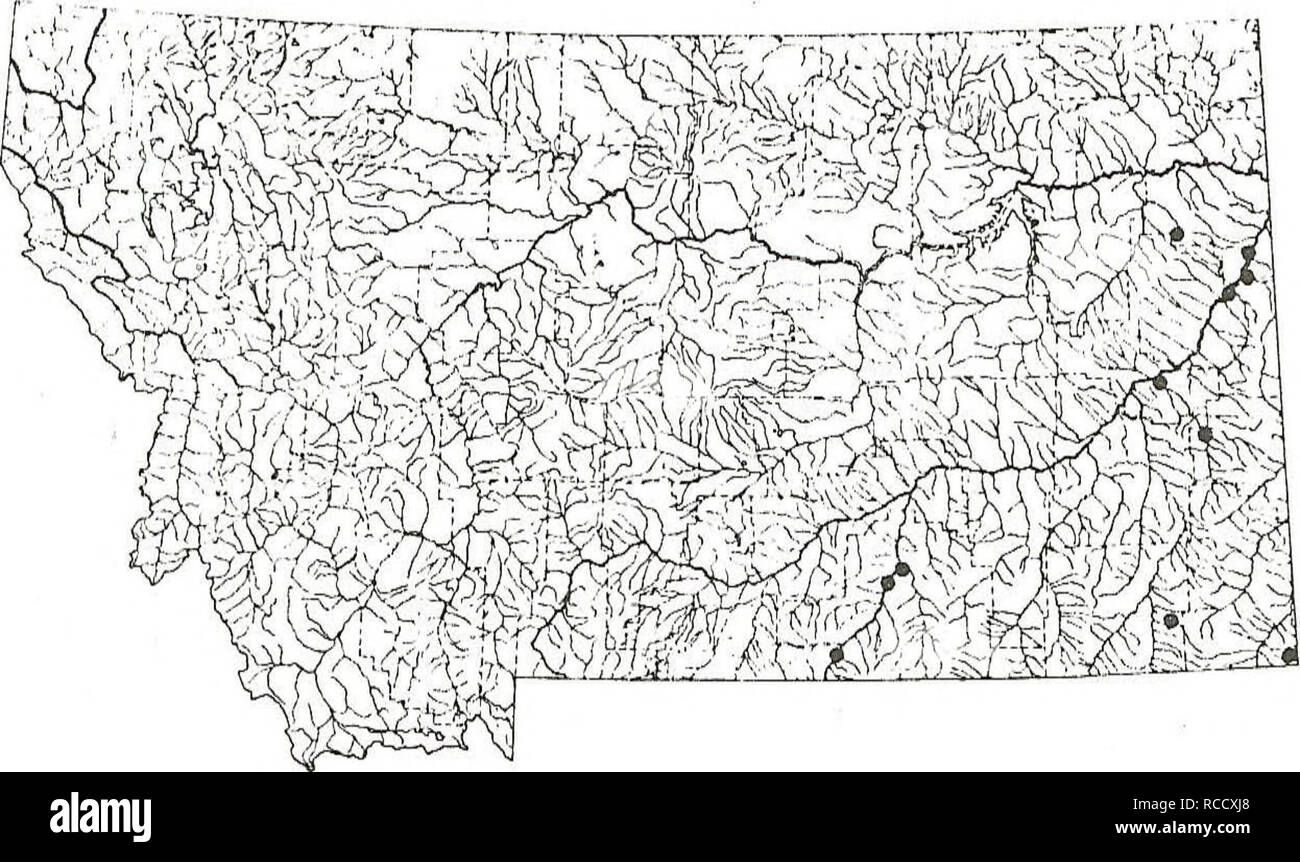 . Distribution of fishes in southeastern Montana. Fishes. GREEN SUNFISH This species is the most widely distributed of the sunfish family in southeastern Montana. It was collected at about 26% of the sites in this report. Sites: 2, 6-10, 12, 14, 34, 38-40, 42, 45, 47, 55, 56, 63, 66, 73-79, 81, 84, 90, 100, 102, 103, 108-110, 115-118, 121, 124, 125-129, 131- 134, 136, 137, 140, 157, 160, 175, 179, 182, 207-210, 212, 213, 215, 227 and 233-235.. J 106. Please note that these images are extracted from scanned page images that may have been digitally enhanced for readability - coloration and appea Stock Photo