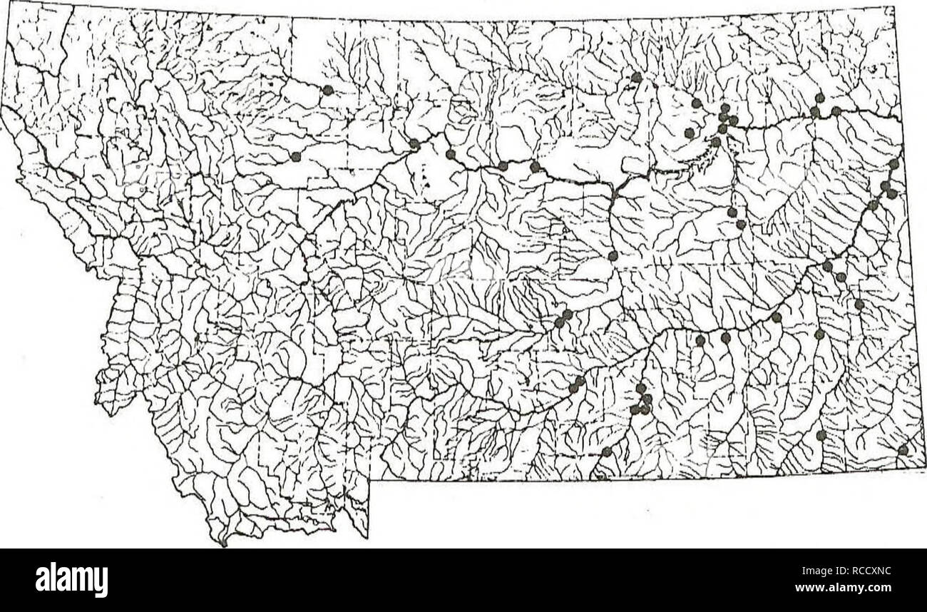. Distribution of fishes in southeastern Montana. Fishes. RIVER CARPSUCKER This species is widely distributed and abundant in southeastern Montana. Carpsuckers are usually found in the pools and backwaters of the rivers and lower reaches of the streams. Sites: 1-6, 18, 35-42, 45-47, 49, 50, 52, 55, 66, 73, 78, 91, 97, 98, 101, 102, 104-108, 110, 112, 115-117, 125-128, 133, 134, 139, 143, 147, 150, 162, 164, 169, 175, 183, 184, 189 and 196.. w w 72. Please note that these images are extracted from scanned page images that may have been digitally enhanced for readability - coloration and appeara Stock Photo
