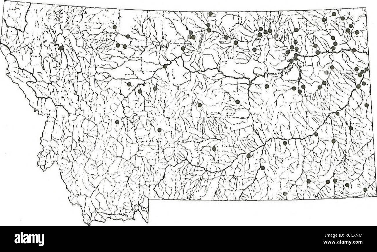. Distribution of fishes in southeastern Montana. Fishes. FATHEAD MINNOW This species is widely distributed, and it is very abundant in southeastern Montana. The fathead is the second most common fish in this report, having been collected at about 64% of the sites. This hardy minnow is well suited to the extremes encountered in prairie streams where conditions range from flowing water to ephemeral pools.   Sites: 6-16, 18, 25, 78-81, 84-90, 140, 142-145, 169-177, 179, and 236-253. 27, 34, 38, 50, 53, 56-58, 62-64, 66, 72-76, 97-100, 108-116, 118, 119, 121-128, 130-137, 139 147, 148, 151, 153-1 Stock Photo