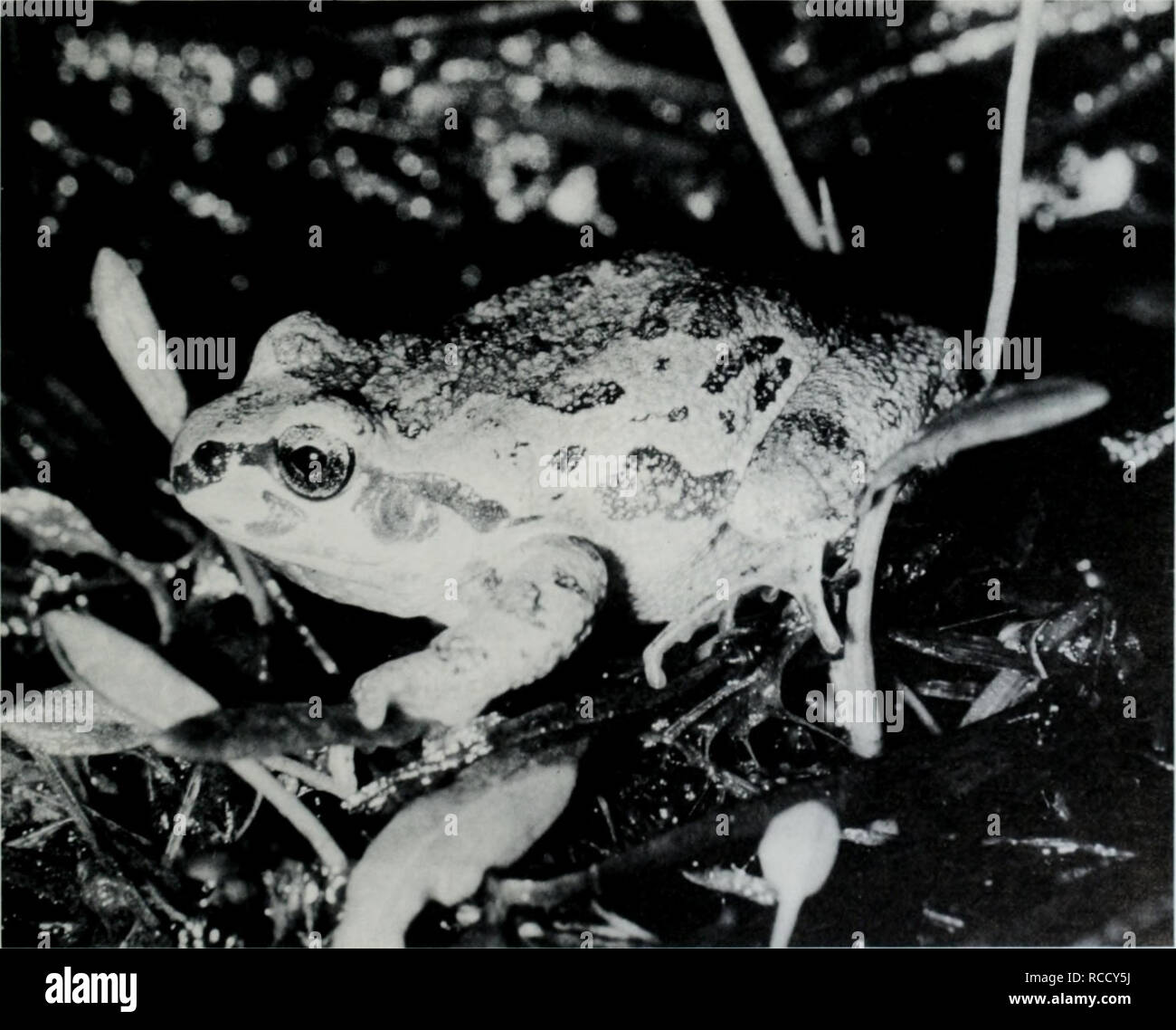 . Distribution, habitat, and calling season of the Illinois chorus frog (Pseudacris streckeri illinoensis) along the lower Illinois River. Frogs. Distribution, Habitat, and Calling Season of the Illinois Chorus Frog {Pseudacris streckeri illinoensis) along the Lower Illinois River Lauren E. Brown and George B. Rose. linois Natural History Survey Biological Notes 132 September 1988. Please note that these images are extracted from scanned page images that may have been digitally enhanced for readability - coloration and appearance of these illustrations may not perfectly resemble the original w Stock Photo