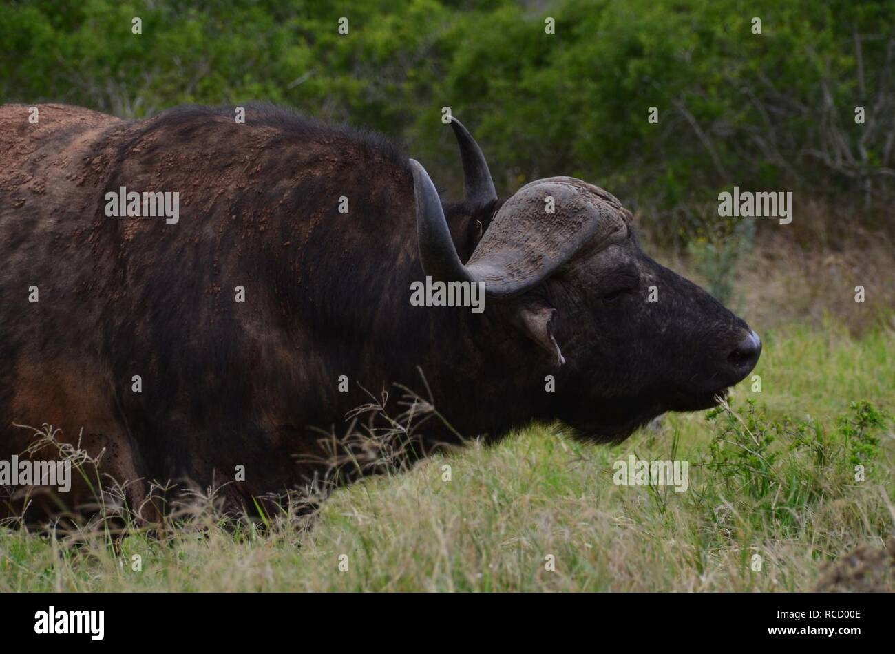 African Cape Buffalo Stock Photo Alamy