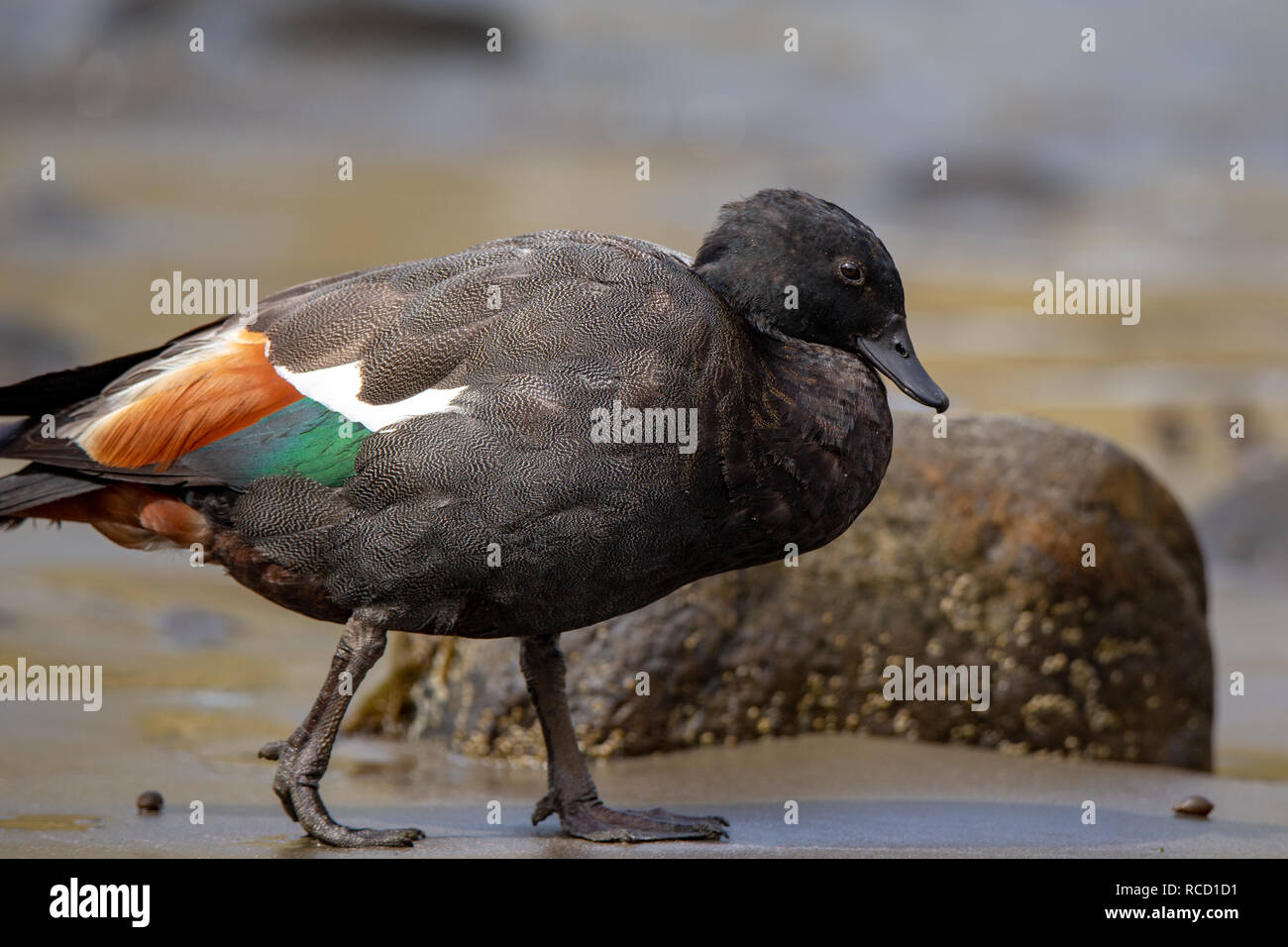 A male paradise duck looks for food on the beach at Flea Bay, Canterbury, New Zealand Stock Photo