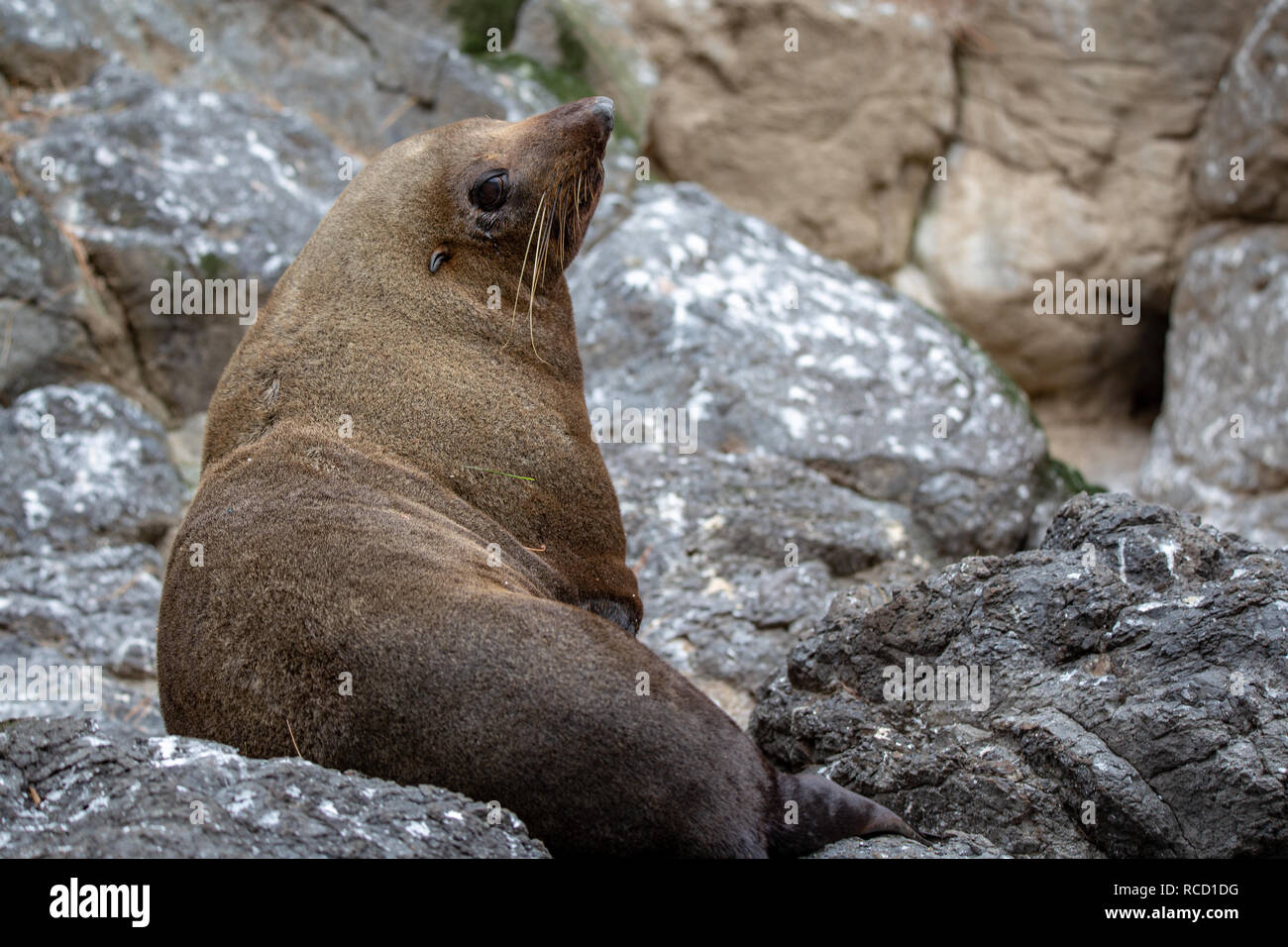A seal rests on the rocky shore at the Pohatu Marine Reserve, Flea Bay, New Zealand Stock Photo