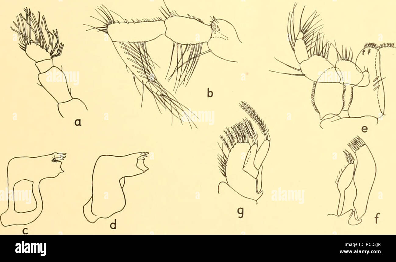 . Discovery reports. Discovery (Ship); Scientific expeditions; Ocean; Antarctica; Falkland Islands. Text-fig. 19. Xenarcturus spinulosus g.n., sp.n. (a) Head and first pereion (second thoracic) somite, x 12. (b) Dorsal view of pleotelson. x 7.. Text-fig. 20. Xenarcturus spinulosus g.n., sp.n. (a) Antennule, x 32. (6) Antenna, x 32. (c) Left mandible (dorsal view), x 50. {d) Right mandible (ventral view), x 50. (e) Right maxilliped (ventral view), x 50. (/) Left maxillula, x 60. (g) Left maxilla, X 60. each ends in a curved claw. The distal end of the merus of the last thoracic appendage has it Stock Photo
