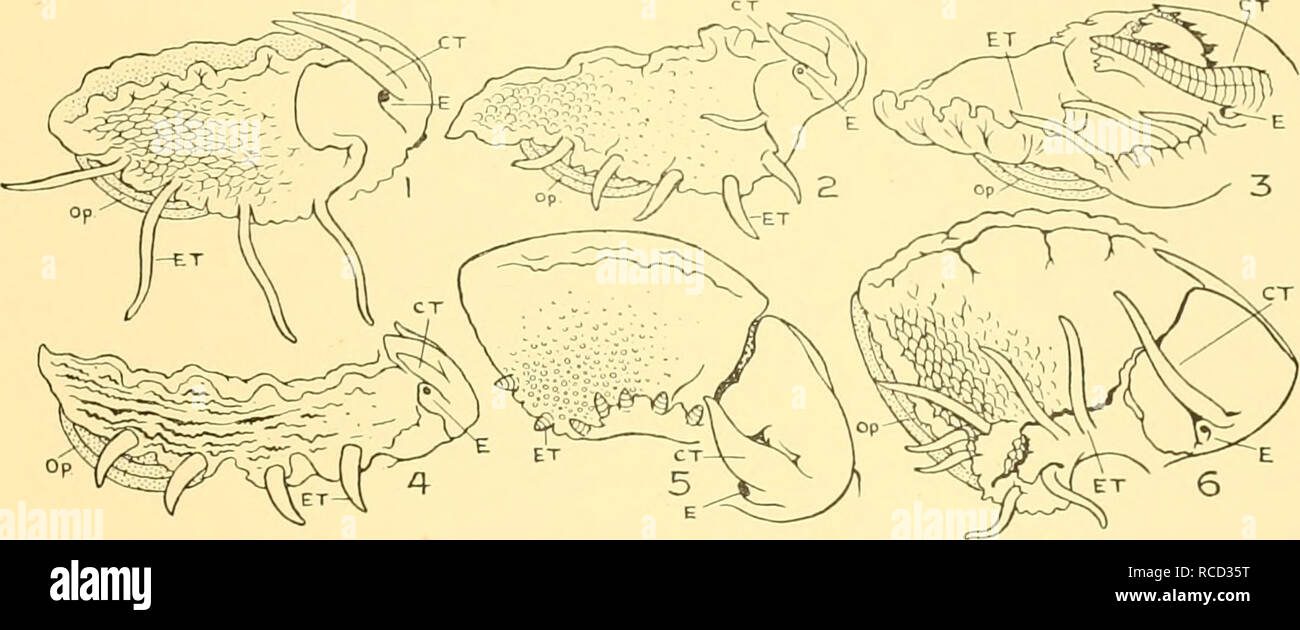 . Discovery reports. Discovery (Ship); Scientific expeditions; Ocean; Antarctica; Falkland Islands. SYSTEMATIC 89 In Vennstas cunninghami (Griffiths &amp; Pidgeon), New Zealand, the cephalic tentacles are short and stout and there are four pairs of short epipodial tentacles. 2. Photinula coerulescens (King &amp; Broderip). Two short cephalic tentacles. Epipodial tentacles six pairs, slender, moderately long, and of approximately equal size (Fig. D, 4). 3. Photinastoma taeniata (Wood). Two short cephalic tentacles. Epipodial tentacles four pairs, rather short and stout and of equal size (Fig. D Stock Photo