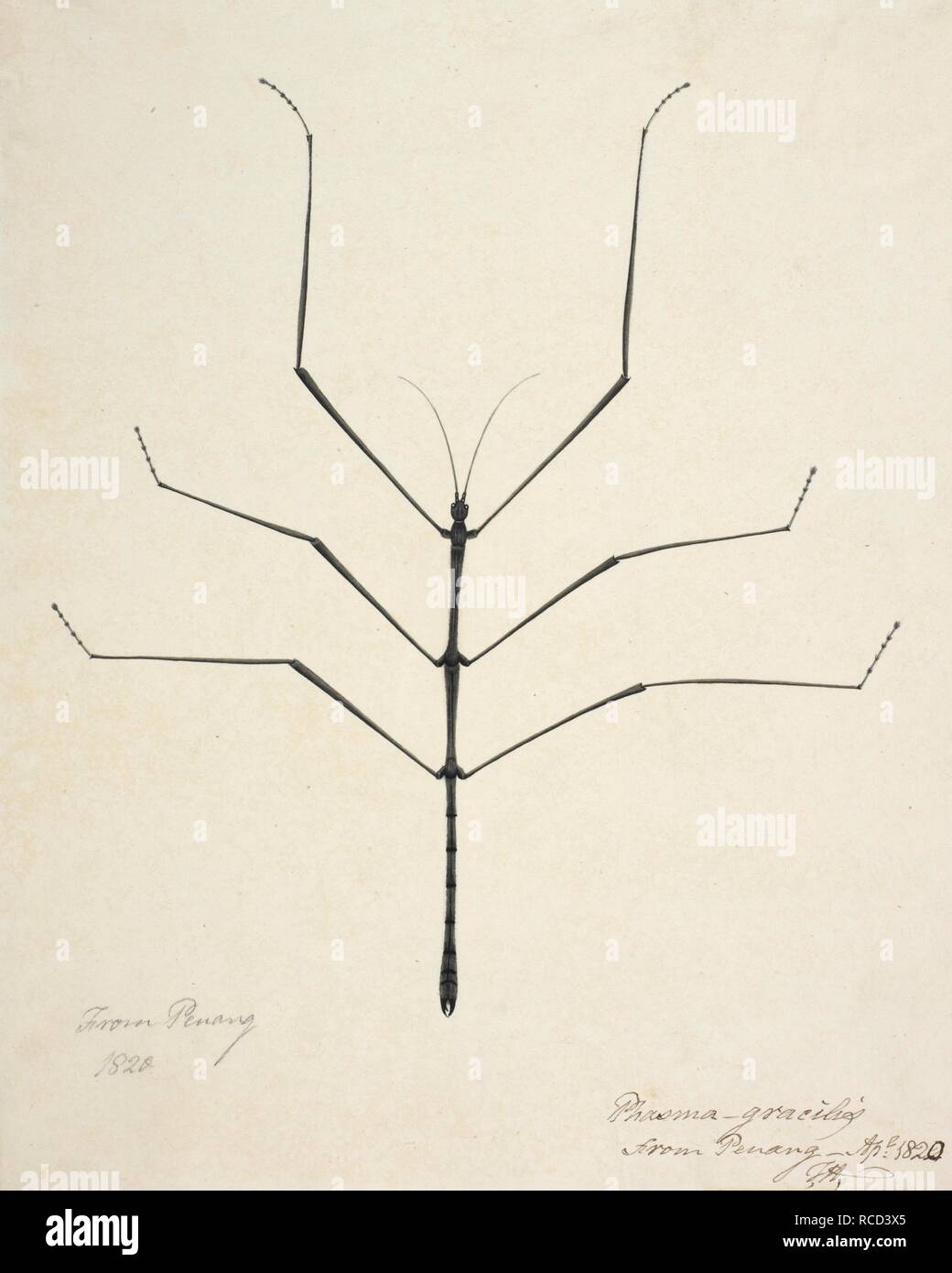 A stick insect. Inscribed in ink: â€˜From Penang 1820. Phasma gracilis from Penang. Apr. 1820 F.H.â€™. c.1820. Watercolour. Source: Add.Or.4989. Stock Photo