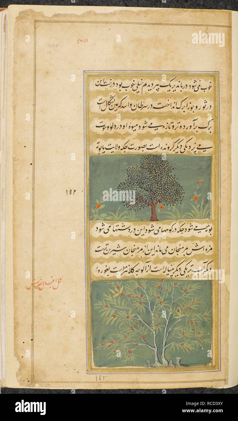 (above). Corinda tree â€˜(carissa carandas)â€™ . (below). â€˜Panyalaâ€™ tree â€˜(flacourtia cataphracta)â€™ . Vaki'at-i Baburi, the Memoirs of Babur, translated from the Turki original by Mirza 'Abd al-Rahim, Khan-i khanan. One hundred and forty-three miniatures (mostly with attributions). c.1590. Opaque watercolour. Mughal style; Mughal/Akbar style. Source: Or. 3714 Vol.4 f.400. Author: Iqbal Naqqash. Stock Photo