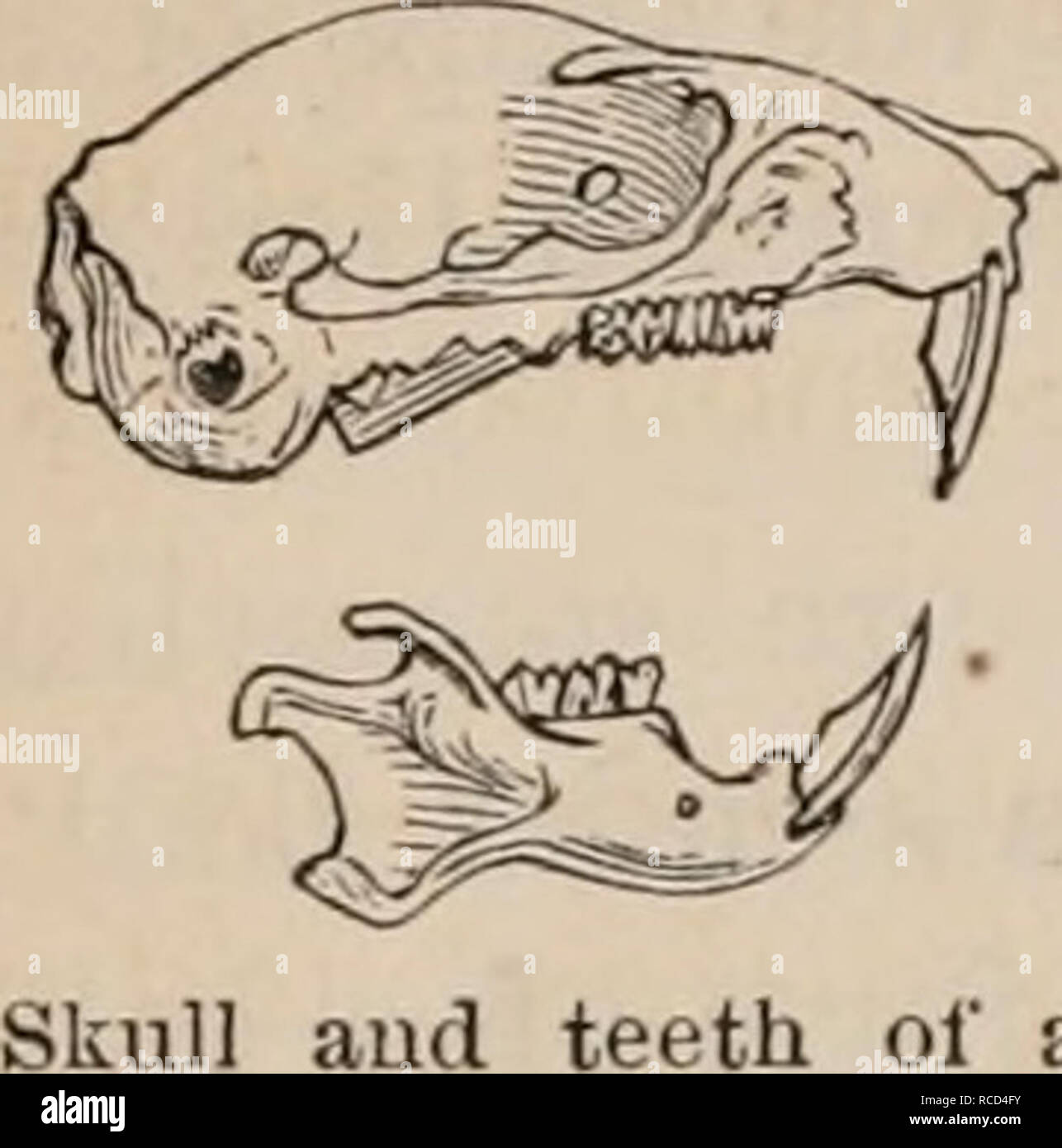 . Elements of zoölogy : a textbook. Zoology. 124 VERTEBRATA : MAMMALIA. FIG. 138.. The Rodents are readily distinguished by their teeth. In each jaw they have two chisel-shaped incisors, between which and the molars there is a wide space without teeth, ca- nines being wanting. The incisors are covered with enamel only in front, so that their posterior edges wear away ami teeth oi a faster than the anterior edges, thus al- ways keeping these teeth sharp, however much they are used ; and they grow at the base as fast as they wear away at the summit. The lower jaw is articulated with the skull in Stock Photo