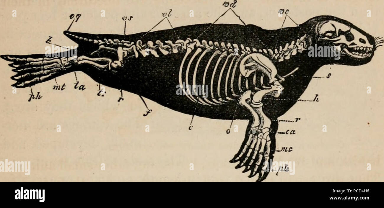 . Elements of zoölogy : a textbook. Zoology. CAKNIVOHA : SEALS. 93 The carnivorous mammals which have their locomotive organs paddle-like or fin-like, and which have their home FIG. 96.. Skeleton of a Seal. DC, cervical vertebras ; vd, dorsal vertebras ; rf, lumbar vertebras ; vs, sacral verte- brae or sacrum ; vq, caudal vertebras ; c, ribs ; s, sternum; o, scapula ; fi,humerus ; r, radius ; ca, carpus ; me, metacarpus ; pit, phalanges ; p, pelvis ; /, femur ; r, ro- tula.; t, tibia : ta, tarsus ; ml, metatarsus. in the sea, are called PINNIPEDS or Pinnigrades, as stated on page 81. They are  Stock Photo
