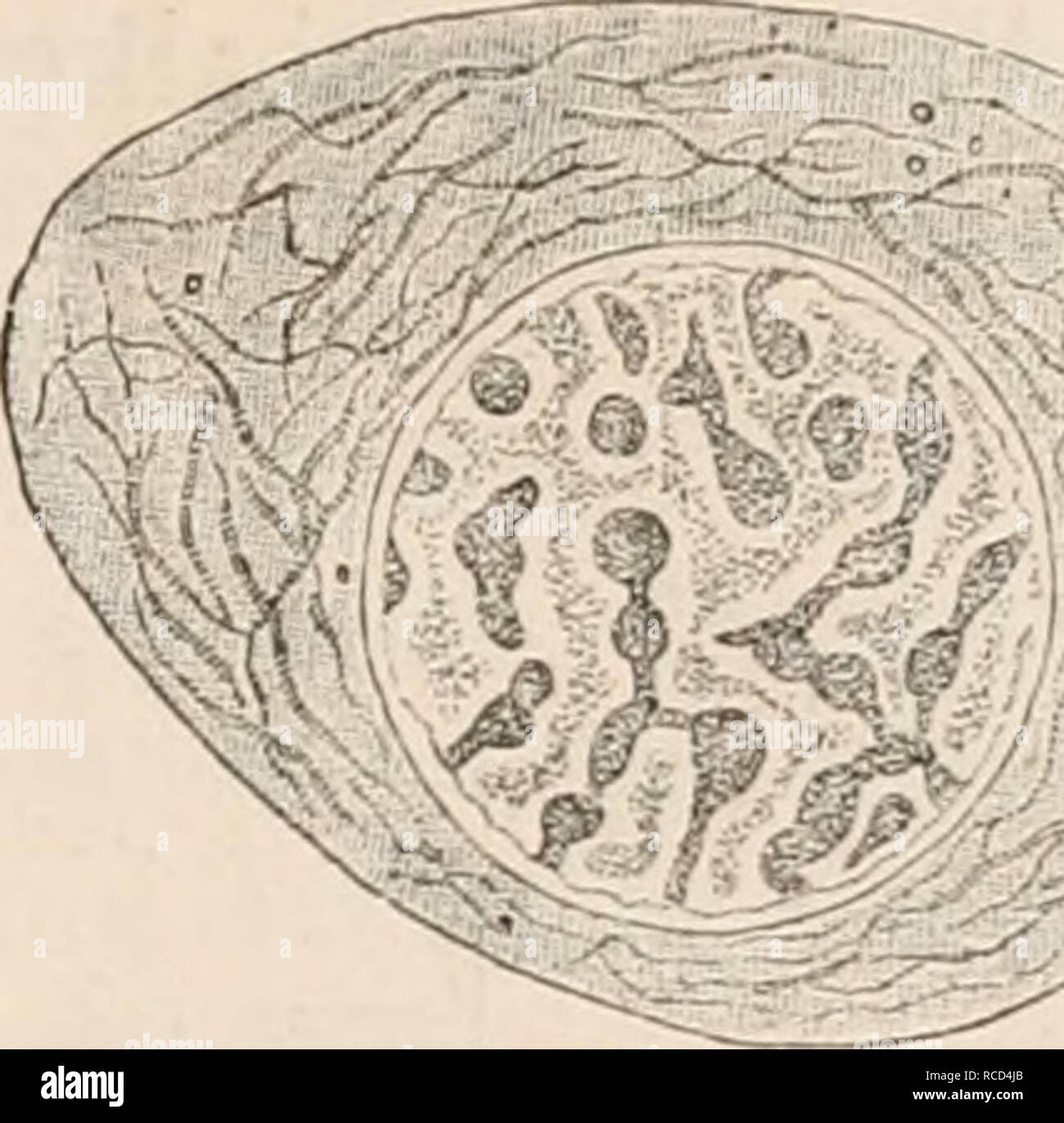 . Die Zelle und die Gewebe. Grundzüge der Allgemeinen Anatomie und