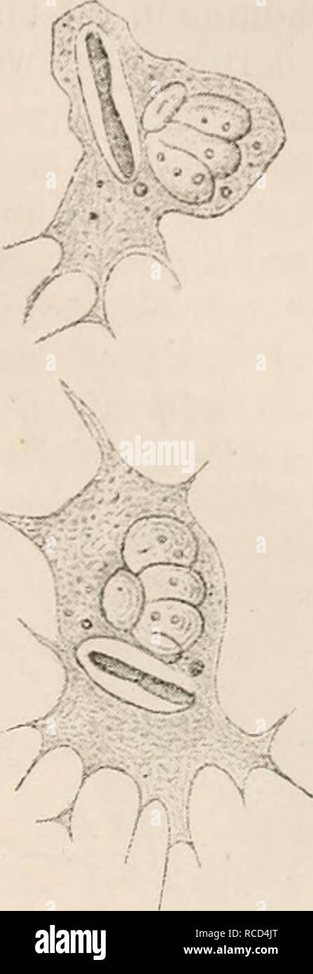 . Die Zelle und die Gewebe. Grundzüge der Allgemeinen Anatomie und Physiologie. . Fig. 7. Fig. 8. Fig. 7. Ainöba proteus. Nach Leidy. Aus R. Hertwig Fig. 16. n. Kern. cv. Coutractile Yacuole. N. Nahrungsballen, en. Körnerplasma, eh. Hautplasma. Fig. 8. Ein Leukocyt des Frosches, in dem ein Bakterium einge- schlossen ist und verdaut wird. Das Bakterium durch Vesuvin gefärbt. Die beiden Figuren repräsentiren 2 Stadien der Bewegung ein- und derselben Zelle. Nach Metschnikoff Fig. 54. Unter sehr abweichender Form erscheint dagegen der gleichfalls nackte Protoplasma- körper derMyxomyceten oderRhizo Stock Photo