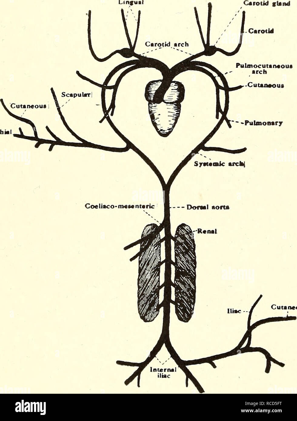 . Dissection of the platana and the frog. Xenopus laevis; Rana