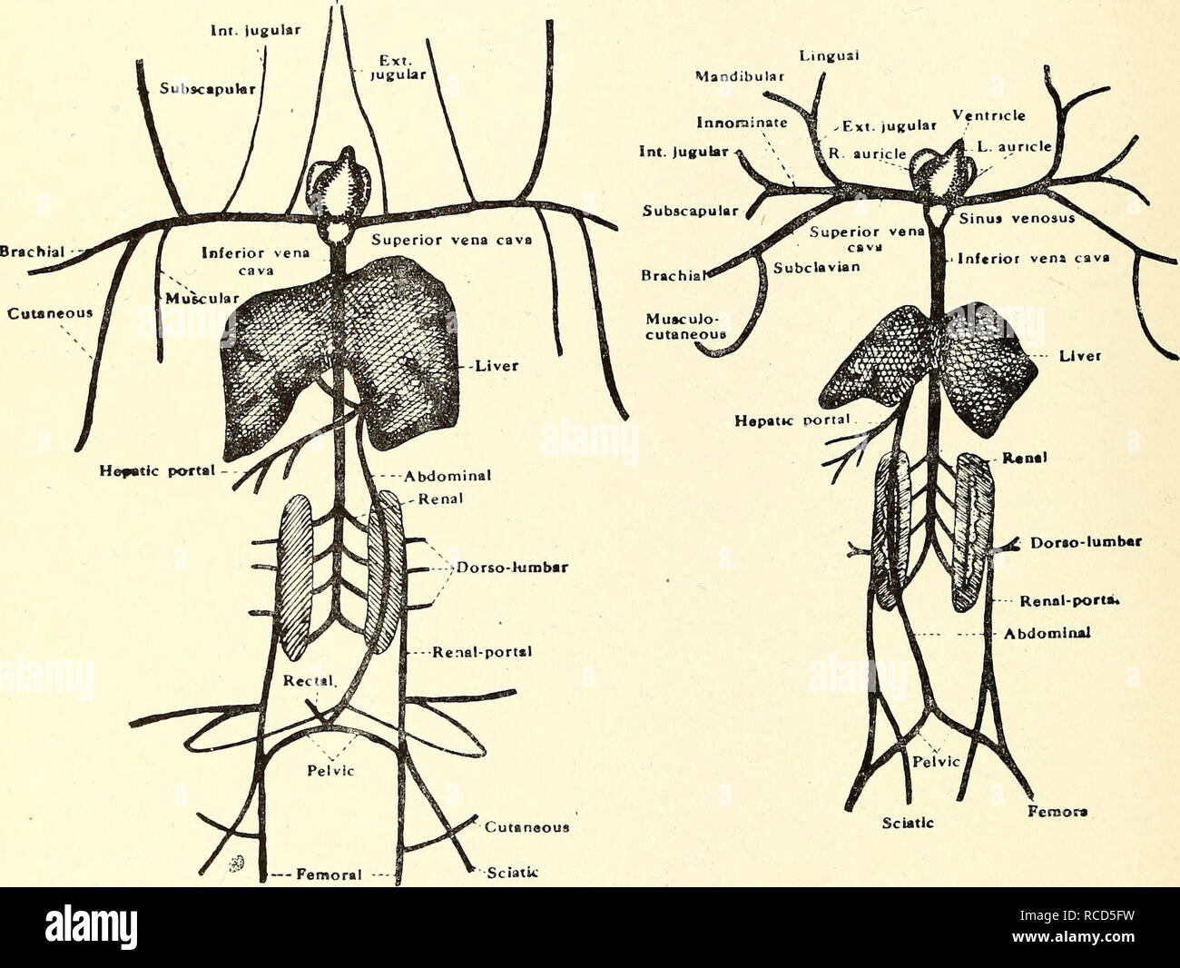 . Dissection of the platana and the frog. Xenopus laevis; Rana
