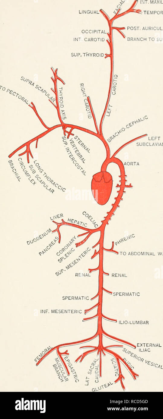 Arterial Branch High Resolution Stock Photography And Images Alamy