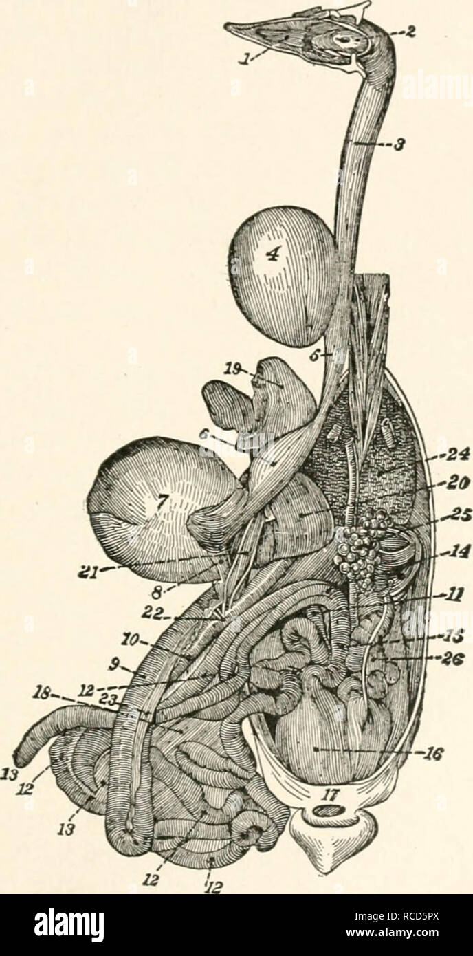 . The diseases of poultry. DISEASES OF POULTRY, 67. Fig. 14.—Digestive App.4^r.tus of the Chicke.n. In this Hg-ure all of the head has been removed except the lower iaw which has been turned sidewise to show the ton;rue and the openings to the trachea and ••=« 1, tontrue; 2, pharynx, showing opening- to larvnx; 3, upper portion of OESophag-us; 4, crop; s, lower portion of oesophagus; 6, succentric ventricle- /,g-izzard; 8, ong-in of the duodenum: 9. first branch of duodenal flexure' ^fu^^l i: !;:^';&quot;^,l-lSucr&quot;&quot;'&quot;'&quot; ^&quot;^ binkry-ducts; 23. pancVeas;. Please note tha Stock Photo