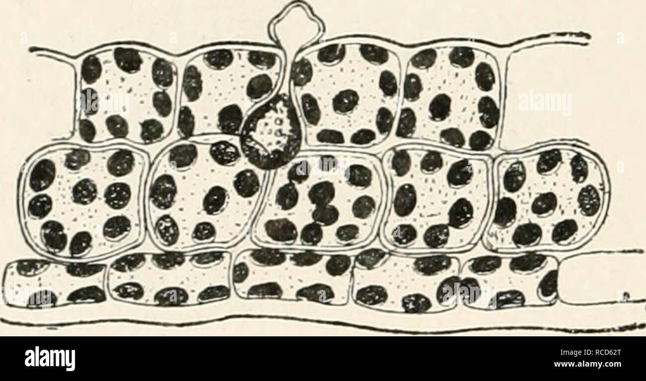 . Diseases of plants induced by cryptogamuc parasites; introduction to ...