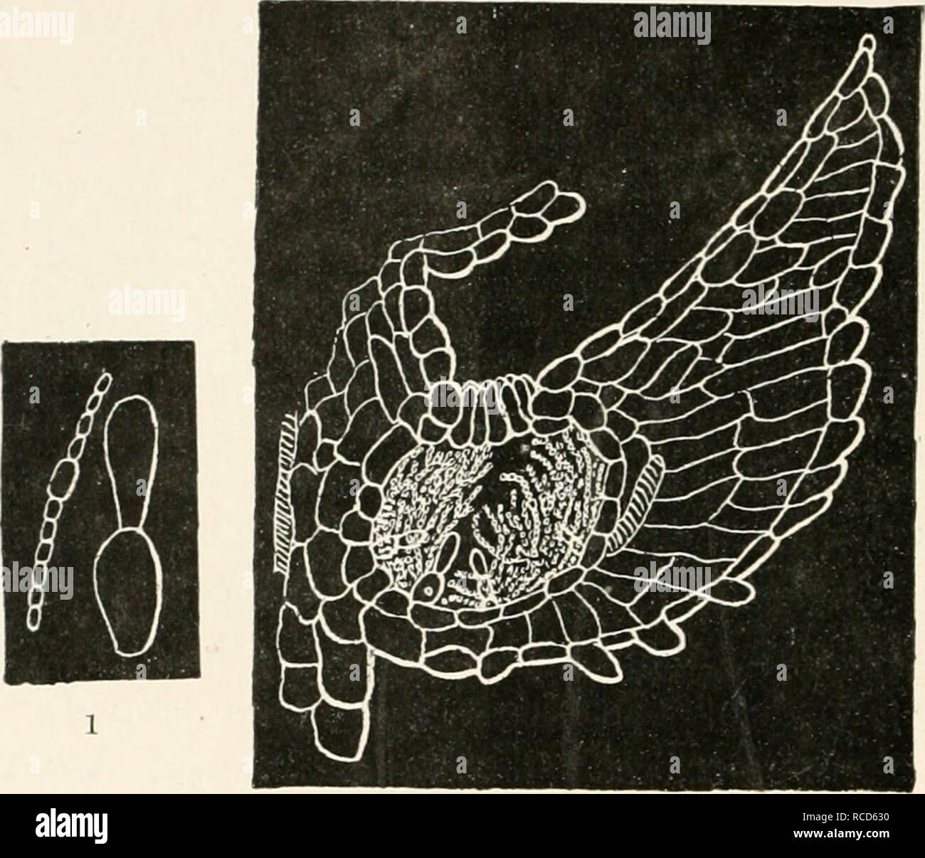 . Diseases of plants induced by cryptogamuc parasites; introduction to ...