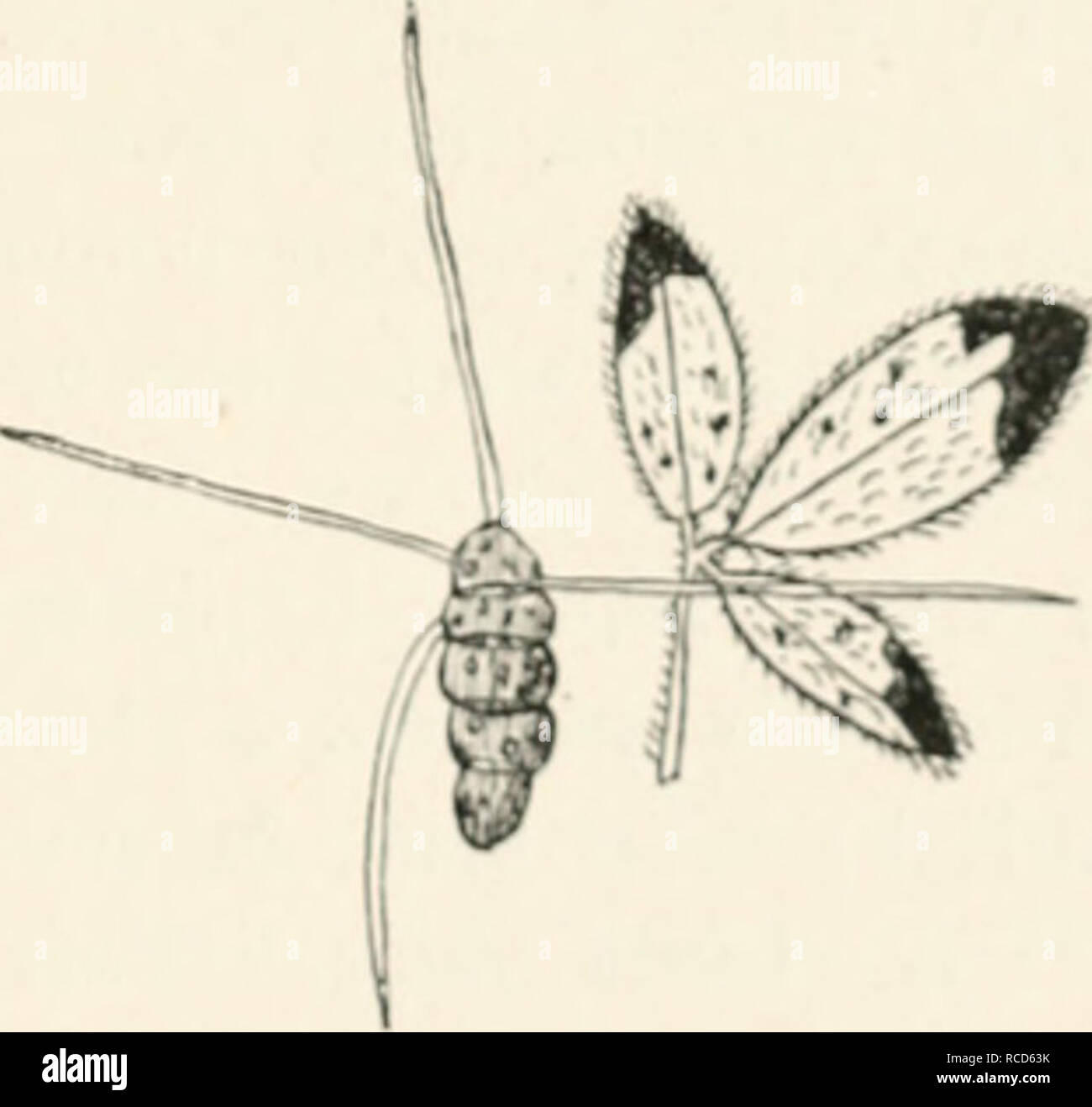 . Diseases of plants induced by cryptogamuc parasites; introduction to the study of pathogenic fungi, slime-fungi, bacteria, and algae. English ed. by William G. Smith. Plant diseases; Parasitic plants. CLADOSPOIUIM. '11 CI. Scribneriamum Cav. ()ii leaves of Betxda popuUfolia in America and Italy. CI. hypophyllum Fiiek. On leaves of Clmai rampcstris. CI. tuberum Cooke. lu the tubei-s of Batatas edulU in Carolina, U.S.A. 3. Sect. Phragmosi'ur.e. 1. Sifbsect. Micronerivac. Clasterosporium. Conidia brownish, cyliiidriciil or spindle-shaped, and consisting of three or four cells. Clasterosporium  Stock Photo