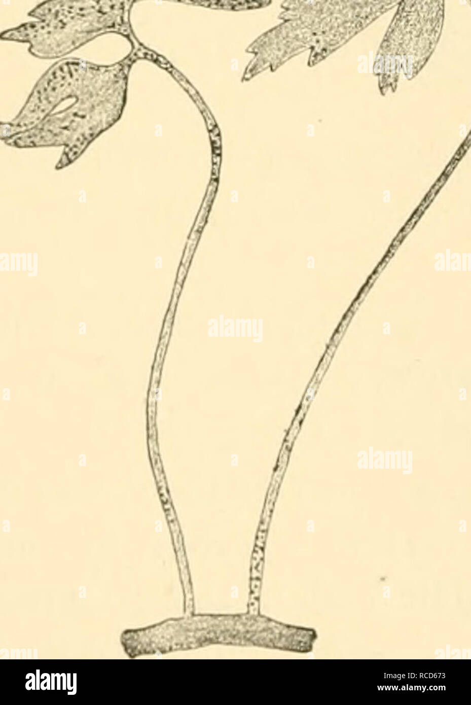 . Diseases of plants induced by cryptogamic parasites; introduction to the study of pathogenic Fungi, slime-Fungi, bacteria, &amp; Algae. Plant diseases; Parasitic plants; Fungi. 112 IMIYCOMYCETKS. on steins, flower-stalks, radical and cauline leaves, and floral envelopes. Leucochytrium. (1) l''(iriiiiiiu- simple vesicles: S. punctatum, Sehroet. On G(uirii prafcn^^ls. S. rubrocinctum, Magnus, forms little red eruptions on Saxi- frafja iji'aiiiilntd, the cell-sap of the host-plant becoming red. S. alpinum, Thomas. On Viola hiflom. S. anomalum, Sehroet. (U, S. America). On AiJu.ia Moscha- ti'lli Stock Photo
