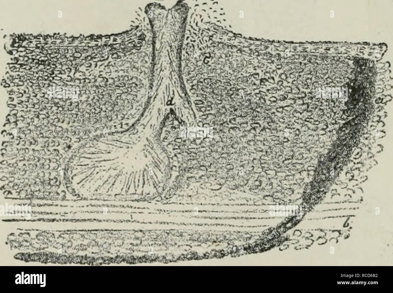 . Diseases of plants induced by cryptogamic parasites; introduction to the study of pathogenic Fungi, slime-Fungi, bacteria, &amp; Algae. Plant diseases; Parasitic plants; Fungi. Fig. 111.—Acilaospora ialeola. Portion of cortex with embedded stromata. «, Corky layer; h, after removal of corky layer; c, section of stroma. ( x f.) (After Hartig.). ff;tst)5-*«*»*»« (k.-'''-^* Fio. 112.—Section of stroma of ^e'?nos7?om. a, Boundary of stroma formed of dark brown fungu.s-mycelium; h, sclerenchyma-strand of the cortex ; c, conidial cushion ; rf, union of necks of two perithecia. (After Hartig.). Ple Stock Photo
