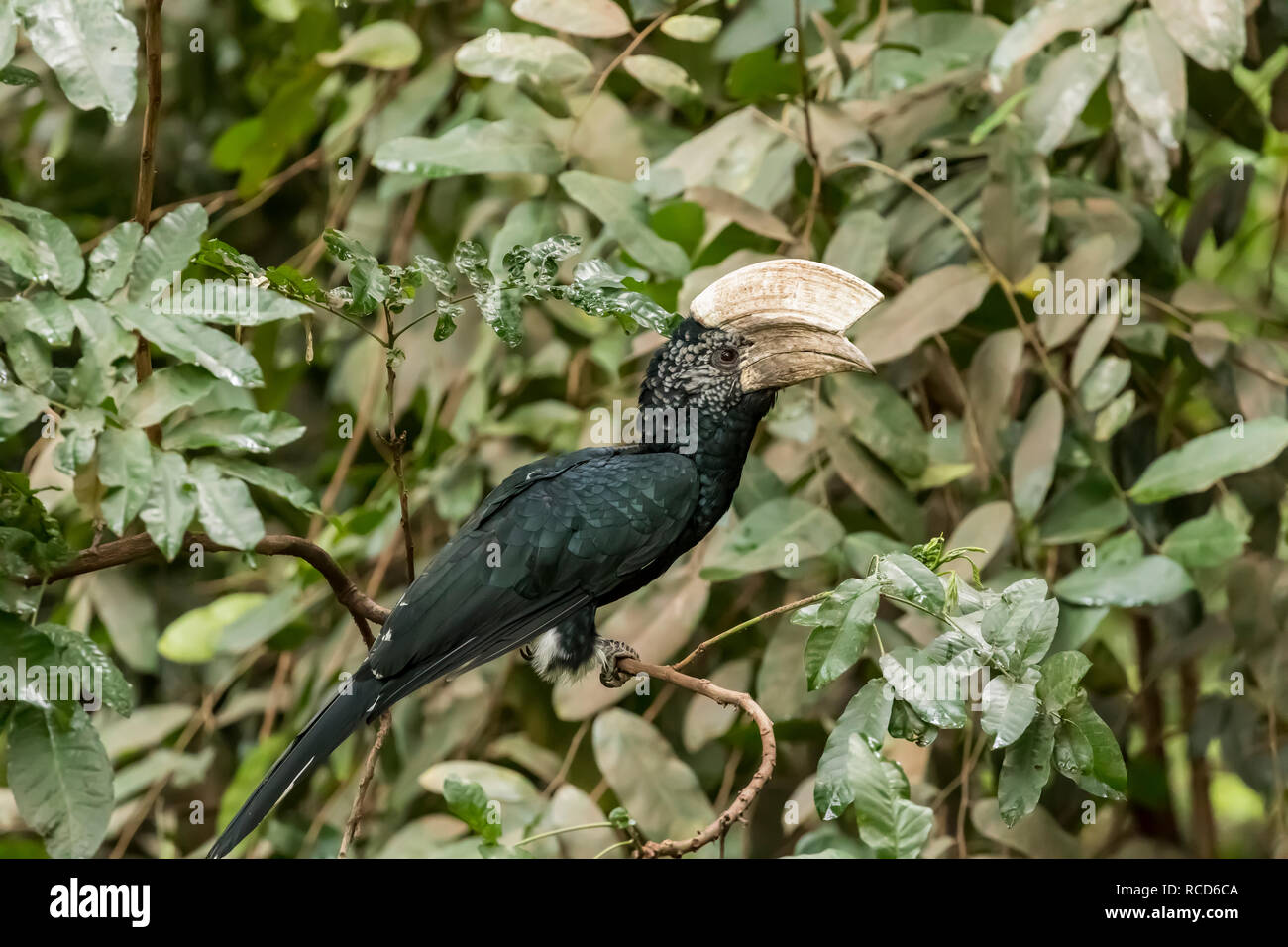 Silvery-cheeked Hornbill (Bycanistes brevis) perched on a vine in Lake Manyara National Park, Tanzania Stock Photo