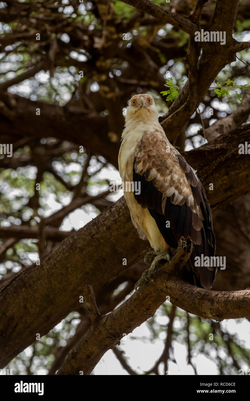 Palm-nut Vulture (Gypohierax angolensis) perched in a tree in Lake Manyara National Park, Tanzania Stock Photo