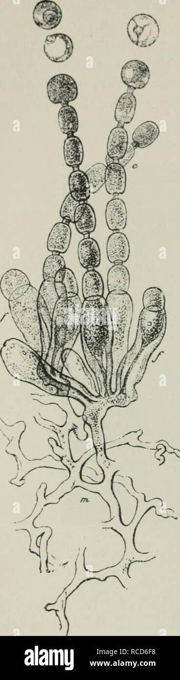 . Diseases of plants induced by cryptogamic parasites; introduction to ...