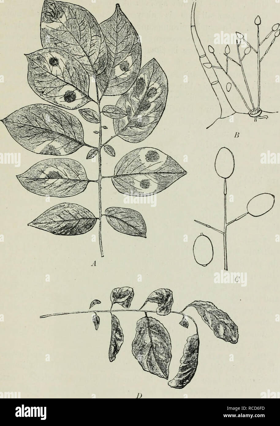 . Diseases of plants induced by cryptogamic parasites; introduction to the study of pathogenic Fungi, slime-Fungi, bacteria, &amp; Algae. Plant diseases; Parasitic plants; Fungi. PHYTOPHTHORA. 121. Fig. 3-l.—Phi/to/&gt;hth.nra infeslaas. The Potato disease. A, Potato leaf with brown spots and white patches of fungi on the lower iide. B, Groups of conidio- j.hores emerging from a stoma close beside a hair of the potato leaf. C, Conidio- I'hores and conidia, much enlarged. Z», Leaf of potato much shrivelled up and brown, as in the later stages of the disease, fv. Tubeuf del.). Please note that t Stock Photo
